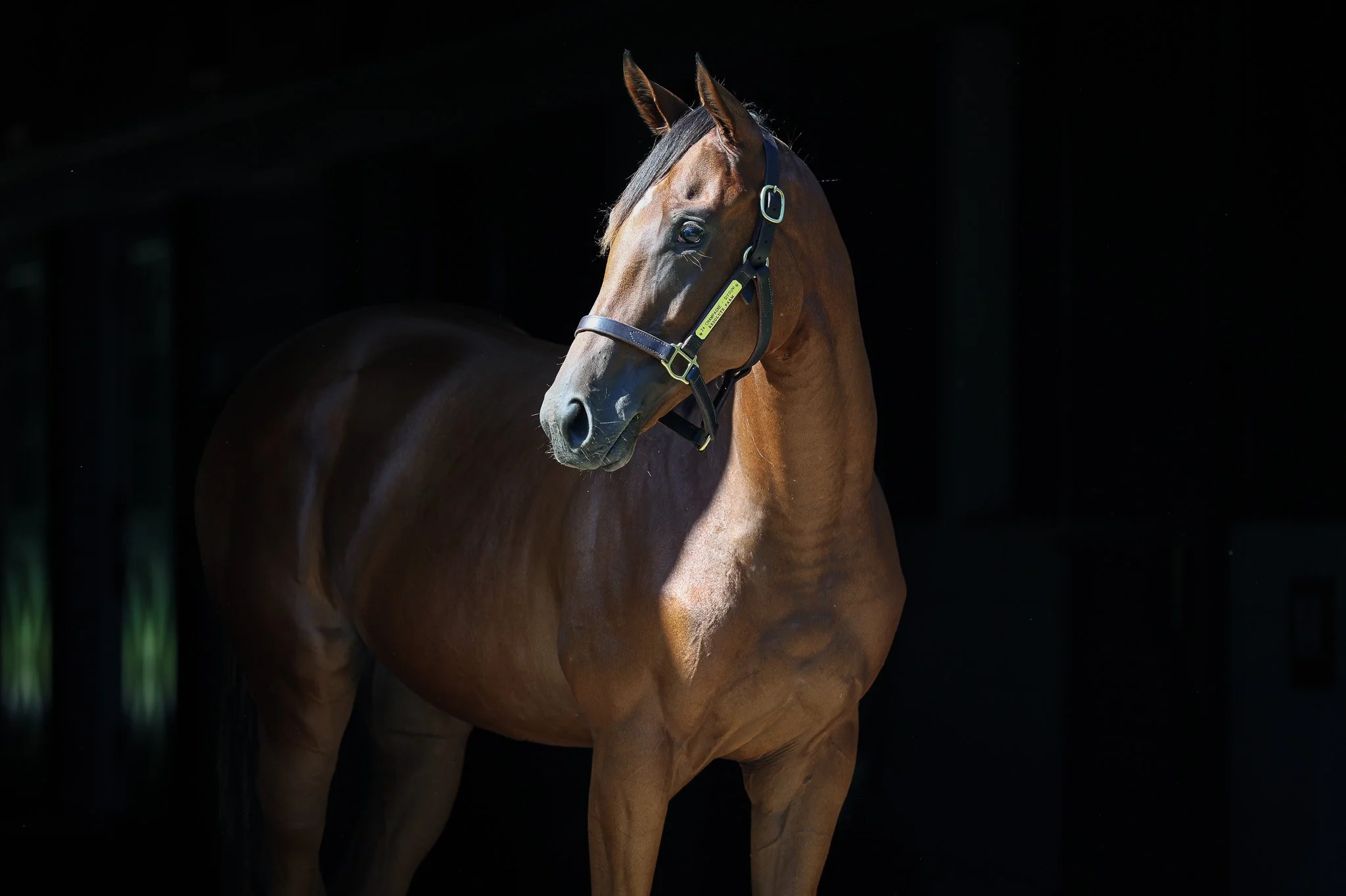 Siyouni (FR) / Champagne (IRE)