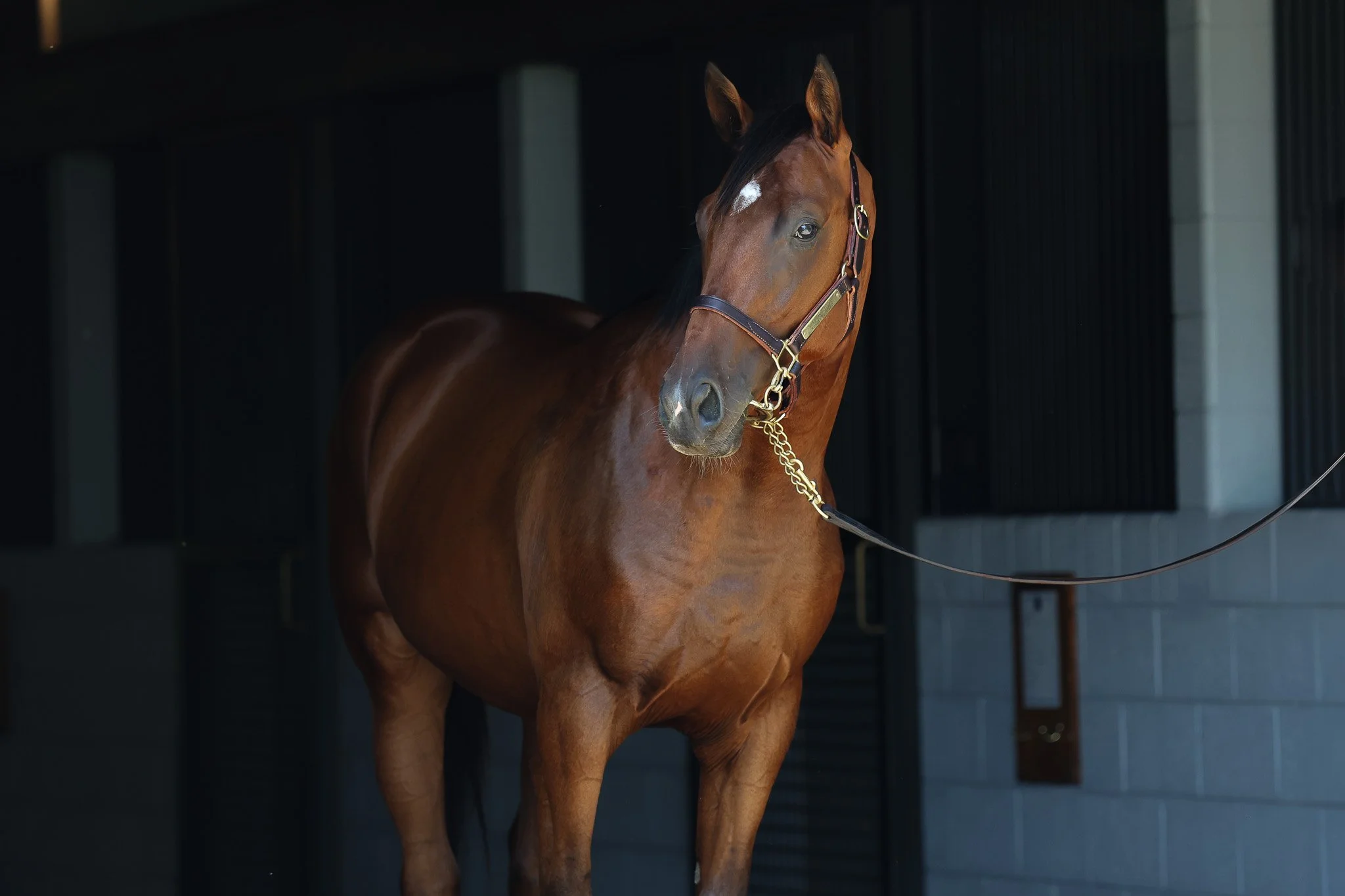 American Tariff (JPN)