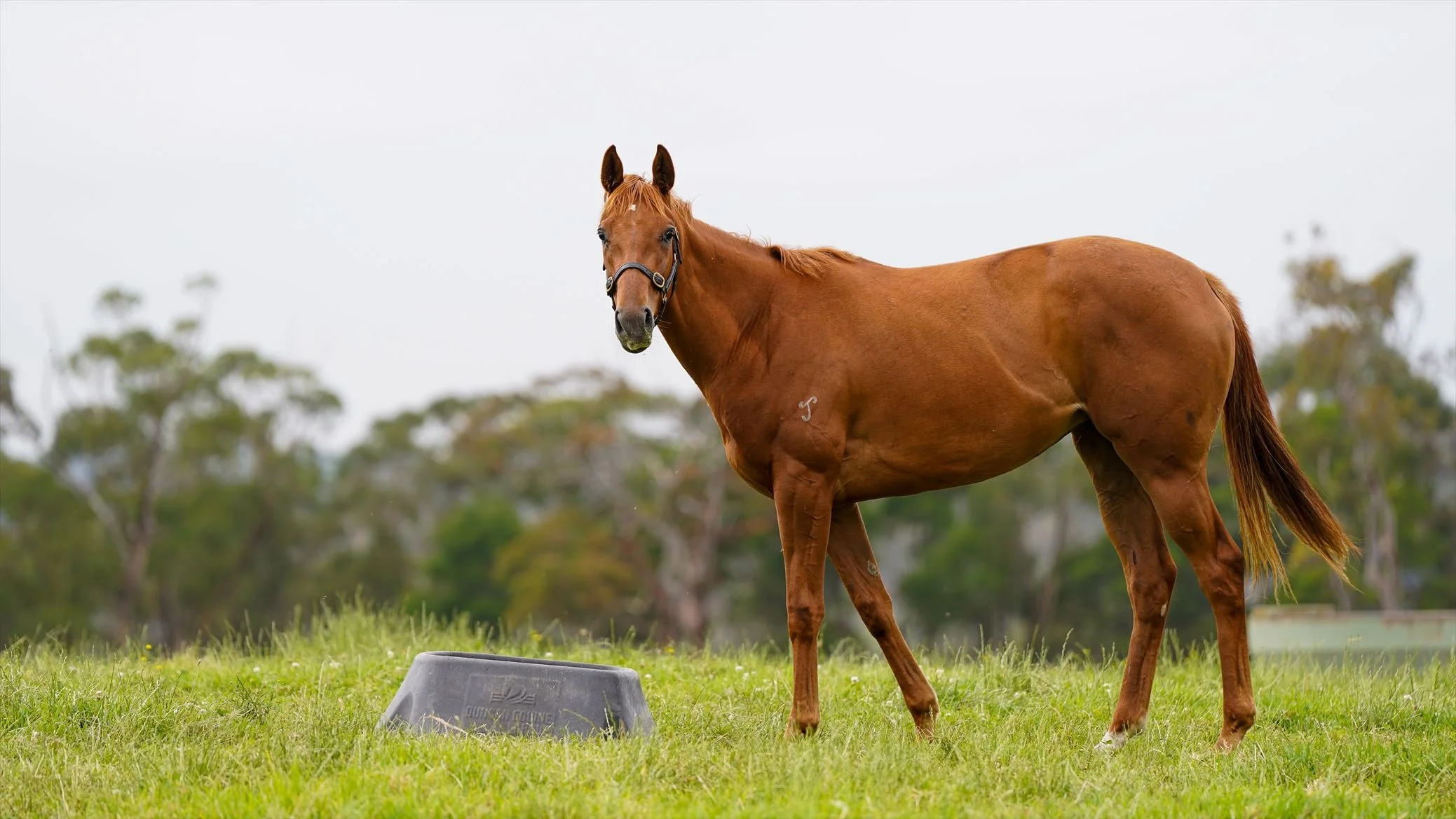 Pink Vegas PP 11.7.24 (2).jpg