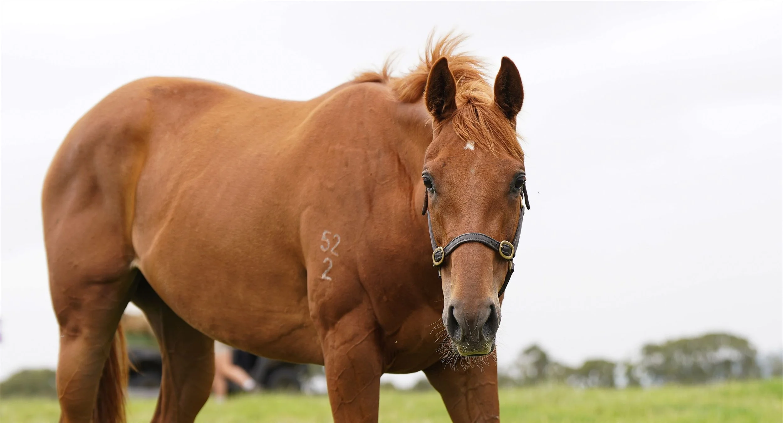 Pink Vegas PP 11.7.24 (3).jpg