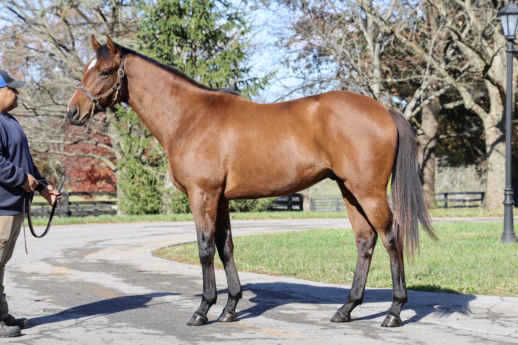 Western Boy (ARG) 11.11.24.jpg