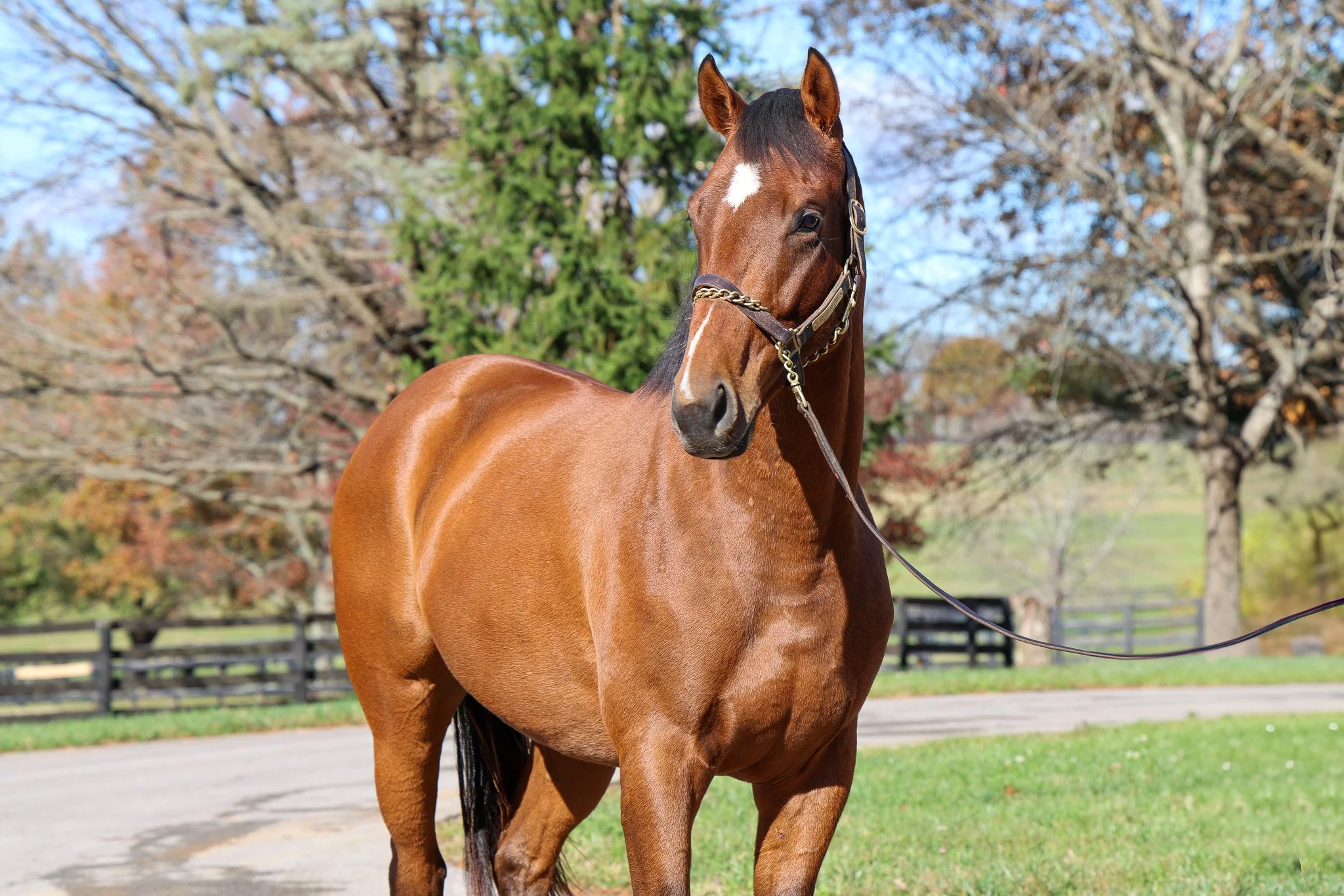 Western Boy (ARG) HS 11.11.24.jpg