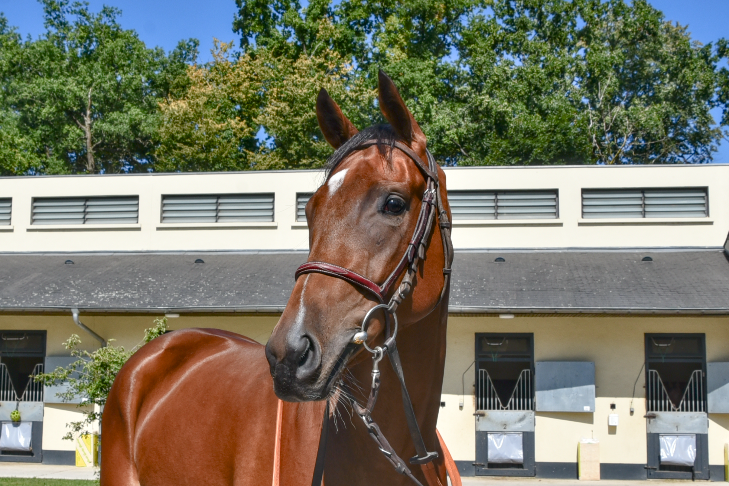 My Girl Molly Head.png