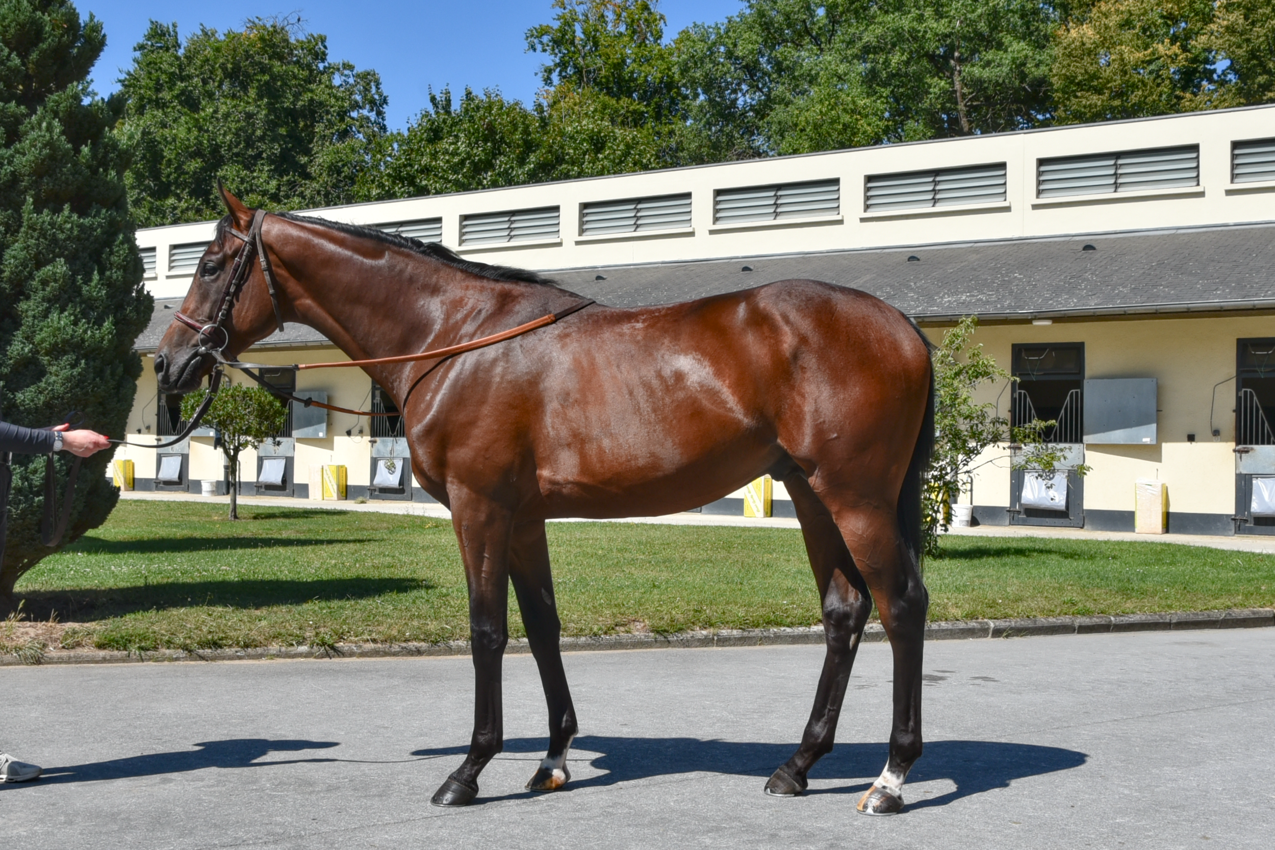 Commander Tung 3.png