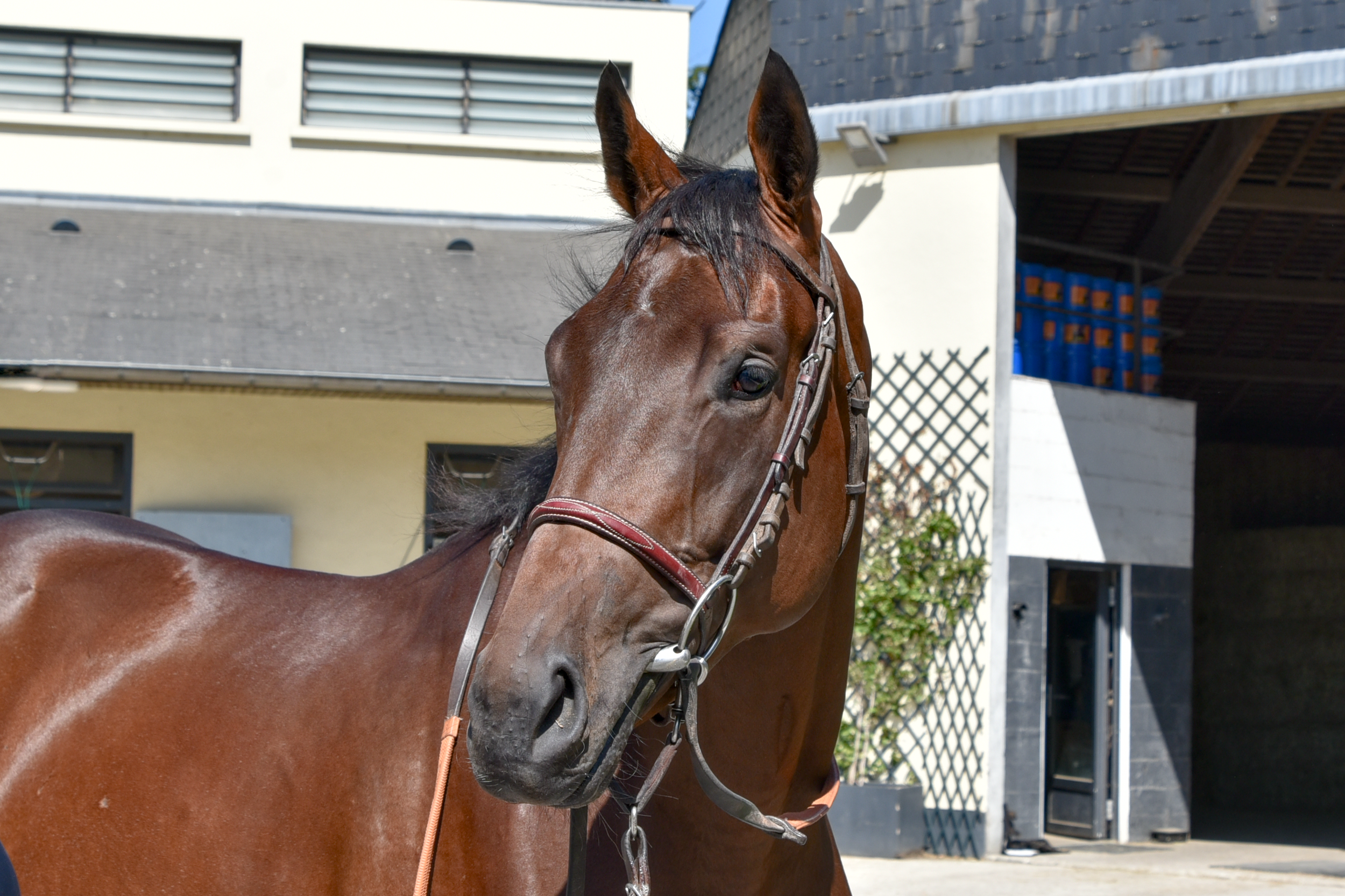 Commander Tung Head 2.png