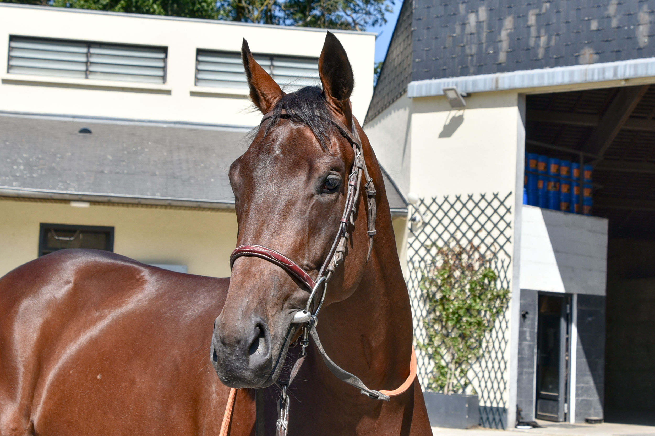 Commander Tung Head.png