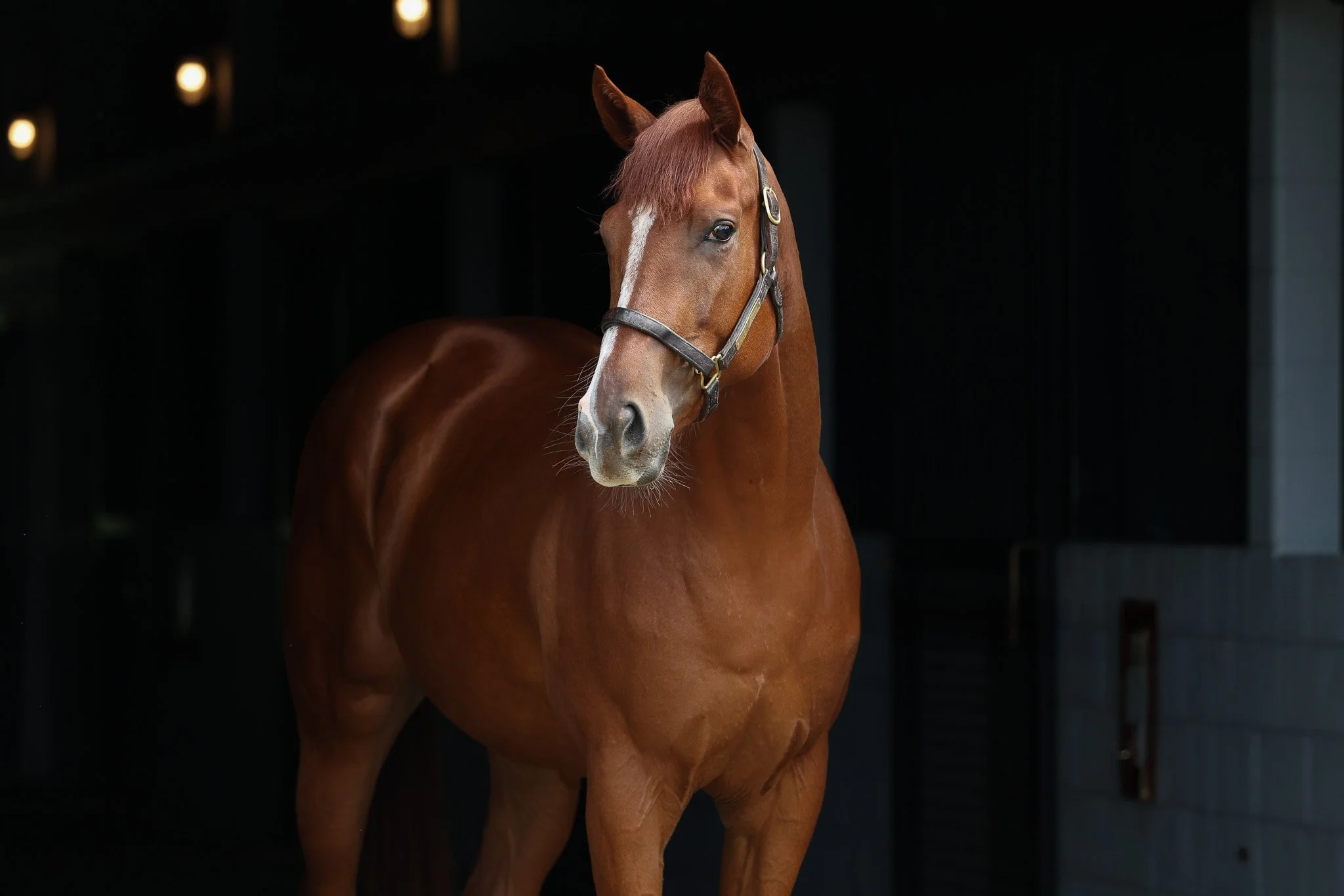 Siyouni (FR) / Snow (IRE)