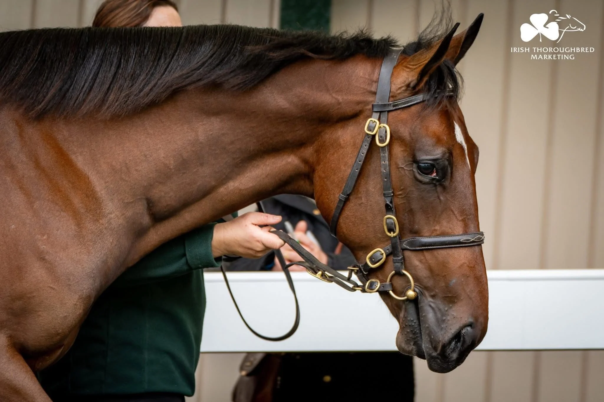 Frankel (GB) / Desert Berry (GB)