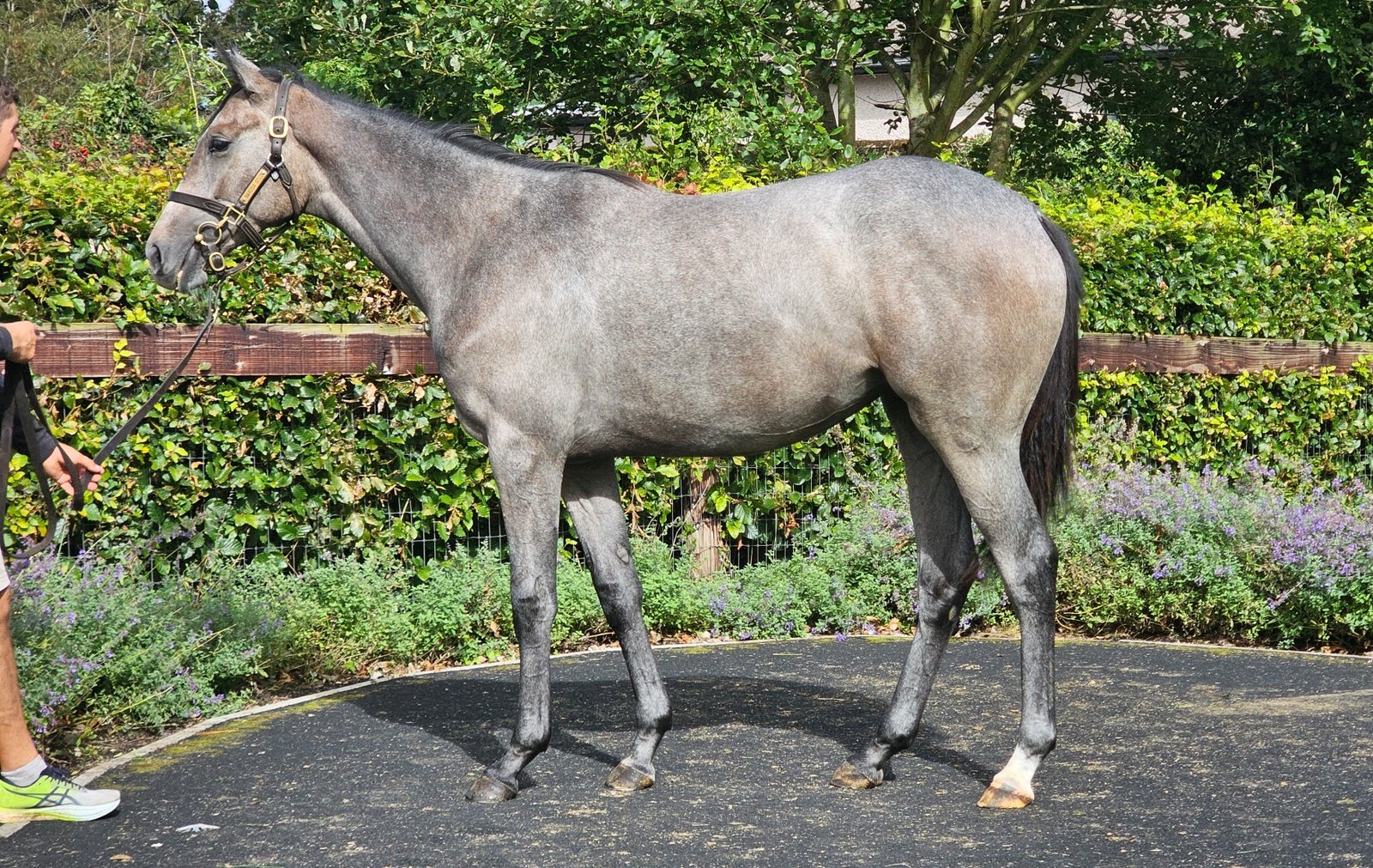 Camelot (GB) / Canungra (IRE)