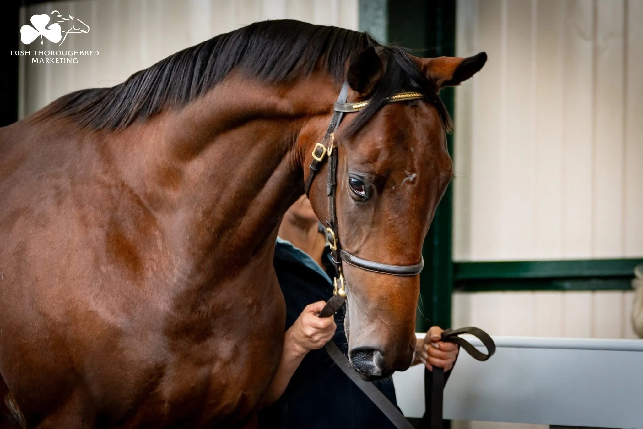 WhatsApp Image 2025-09-29 at 13.11.38.jpeg