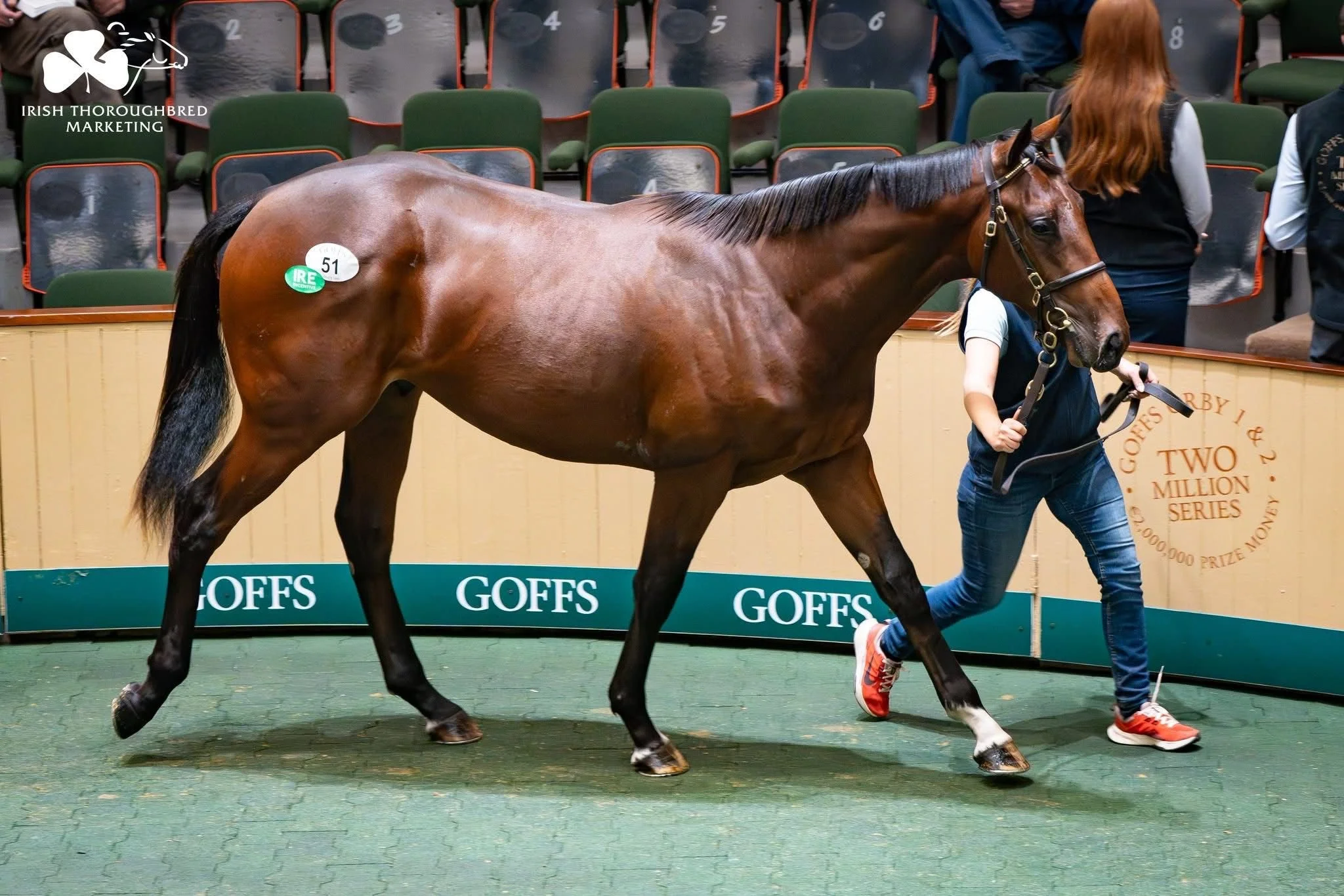 Blue Point (IRE) / Bloomfield (IRE)