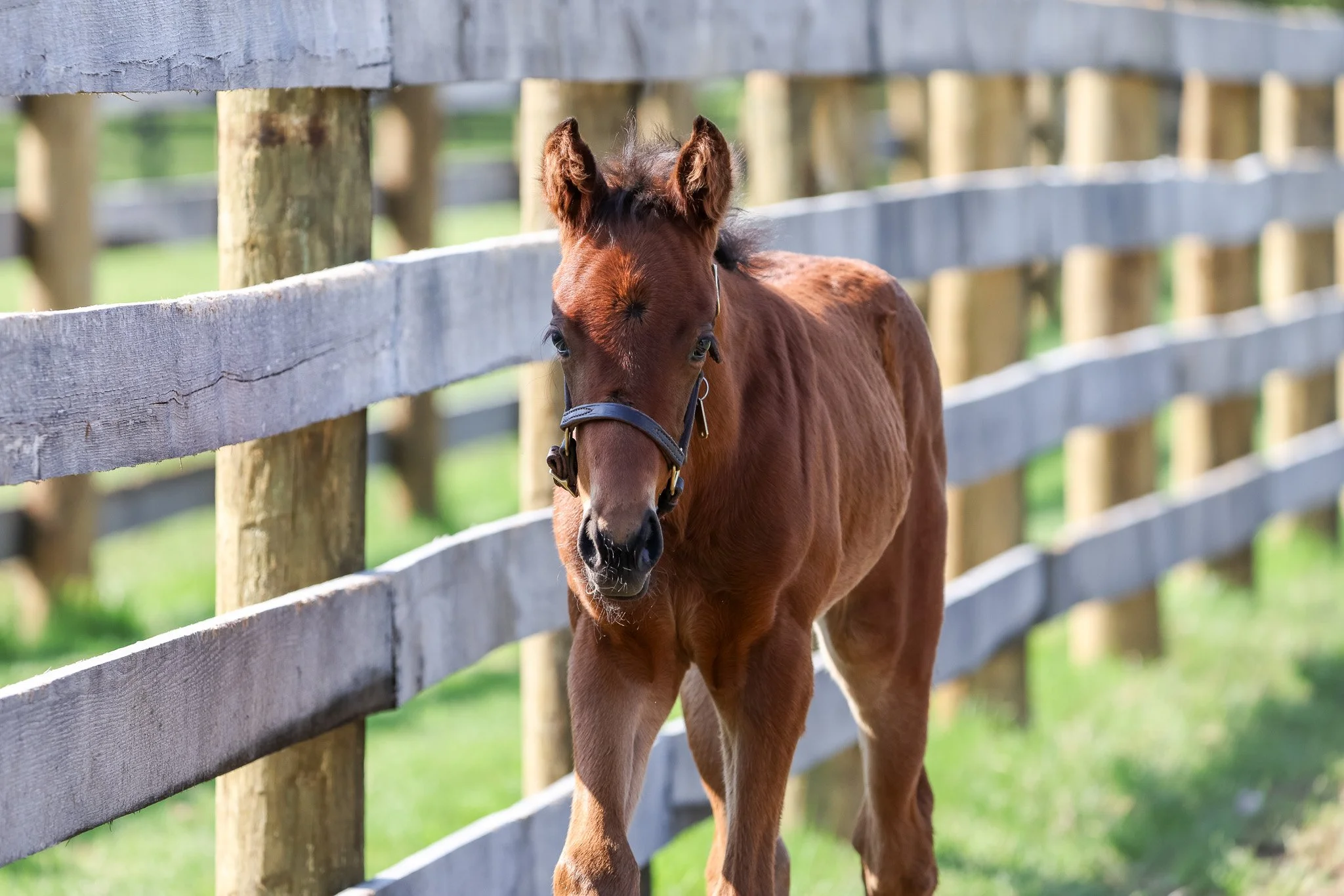 25 Victorium PP 4.1.25.jpg