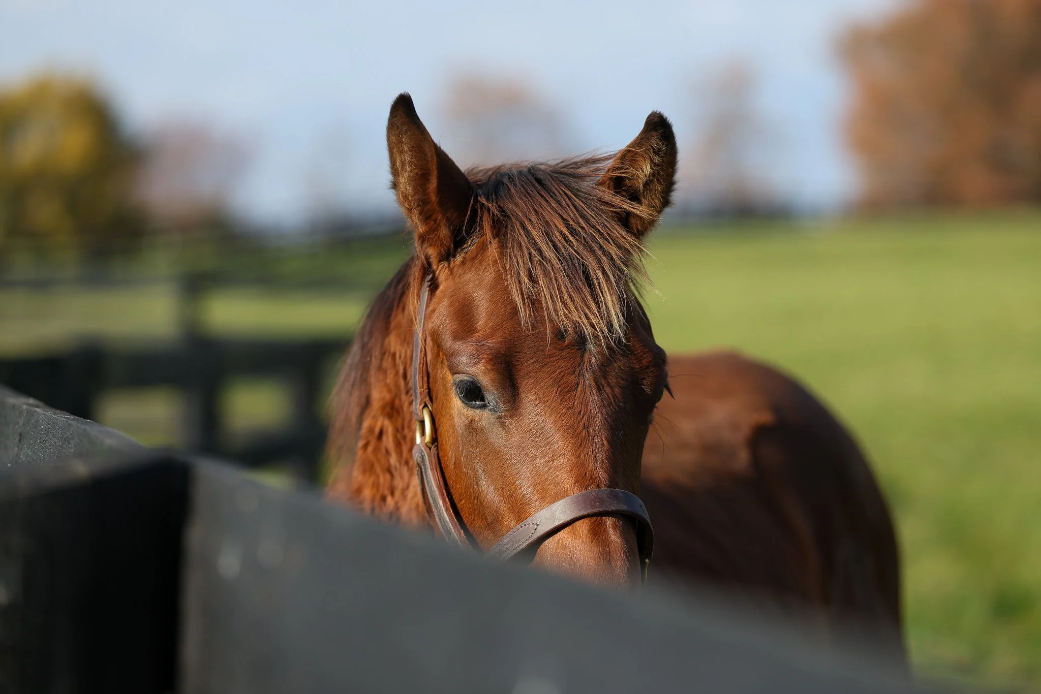 25 Victorium PP 11.14.25.jpg