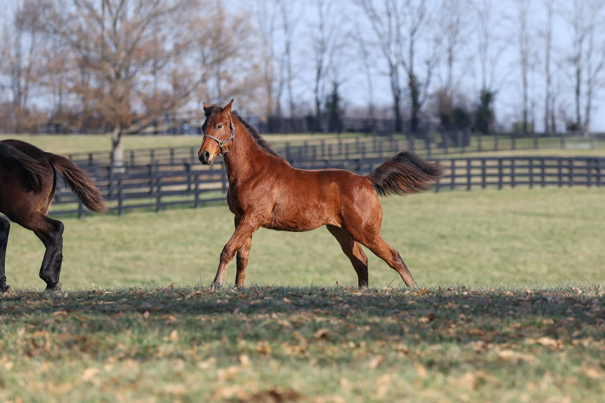 25 Victorium PP 11.2025.jpg