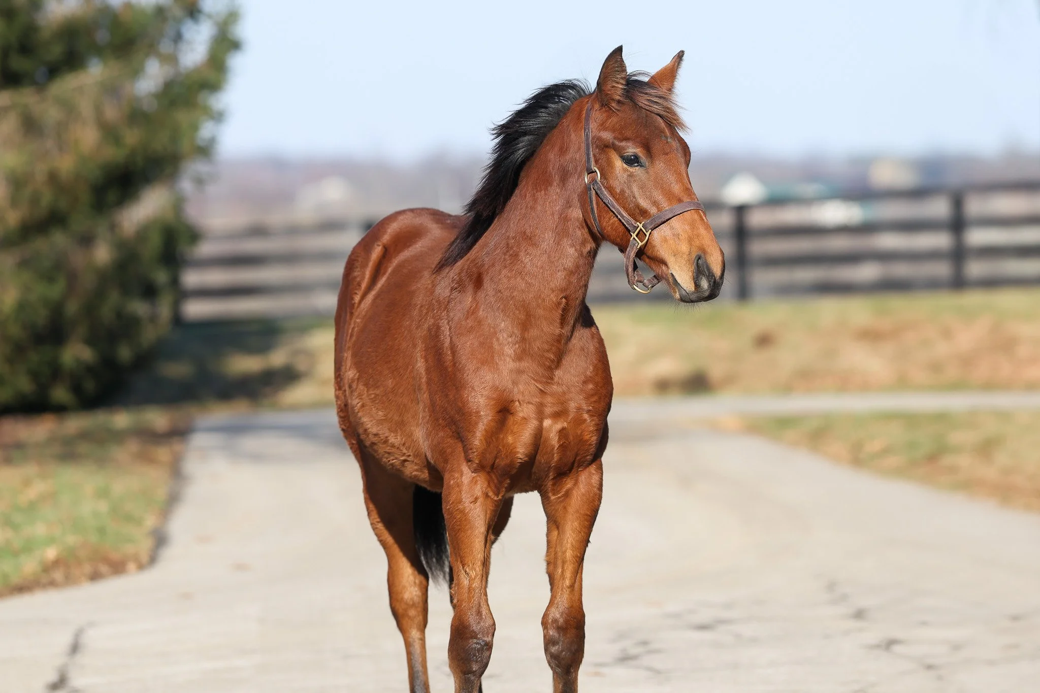 Dubawi (IRE) / Victorium (IRE)