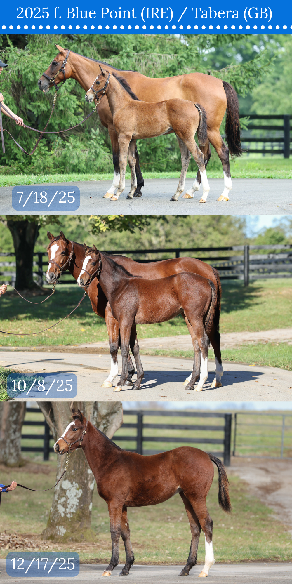 3 CONFORMATION COMPARISON.png