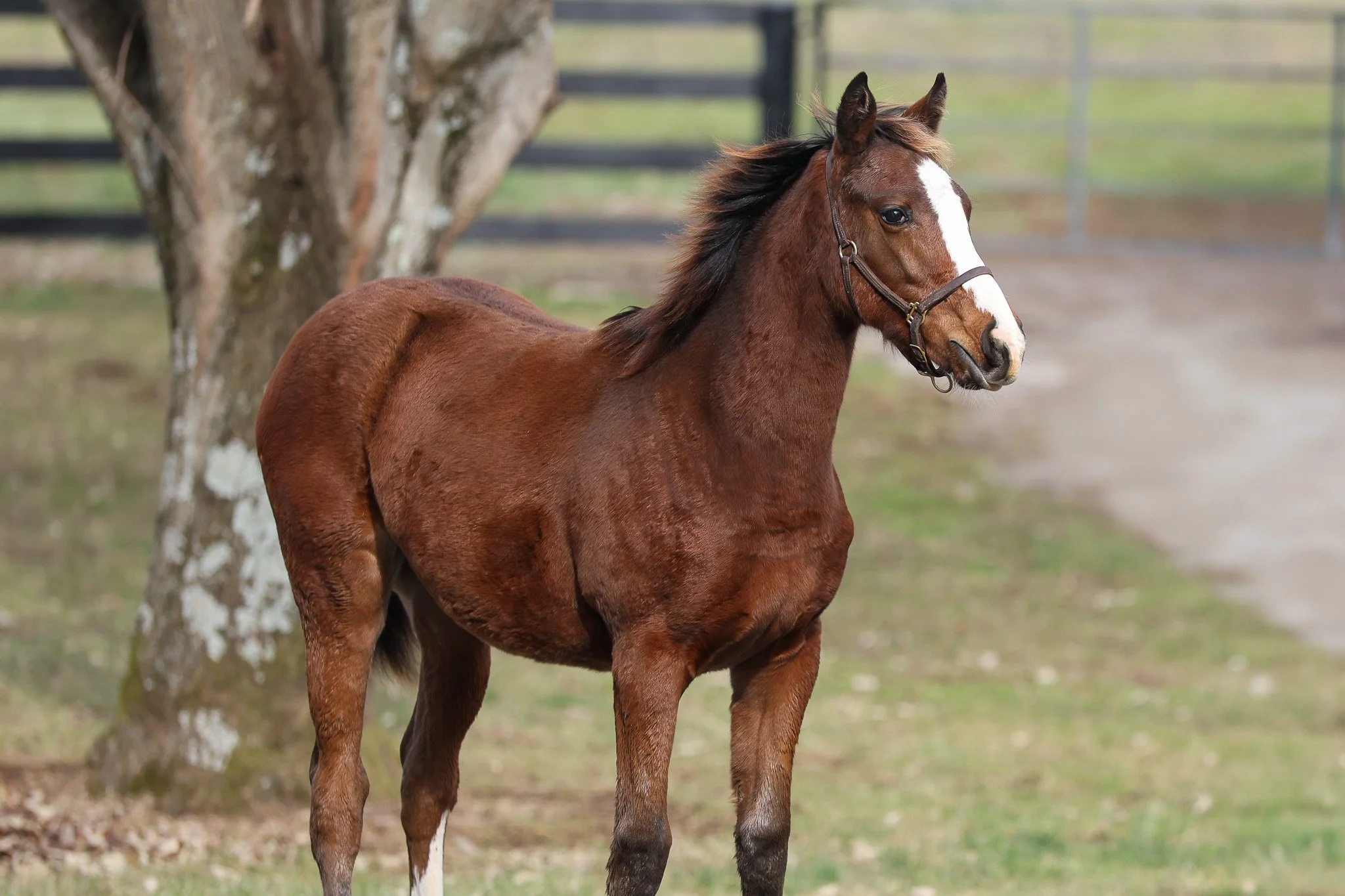 Blue Point (IRE) / Tabera (GB)