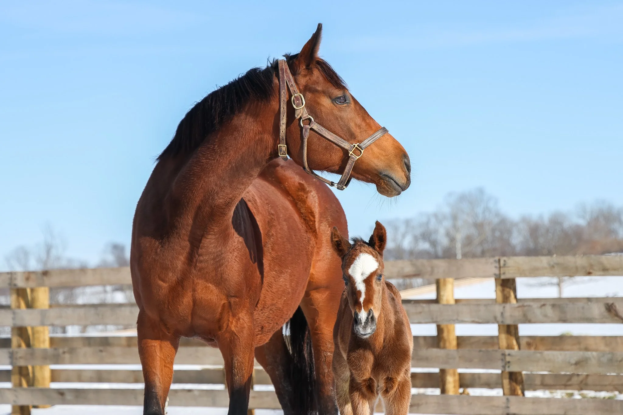 25 Russiarussiarussia PP 1.17.25. 2.jpg