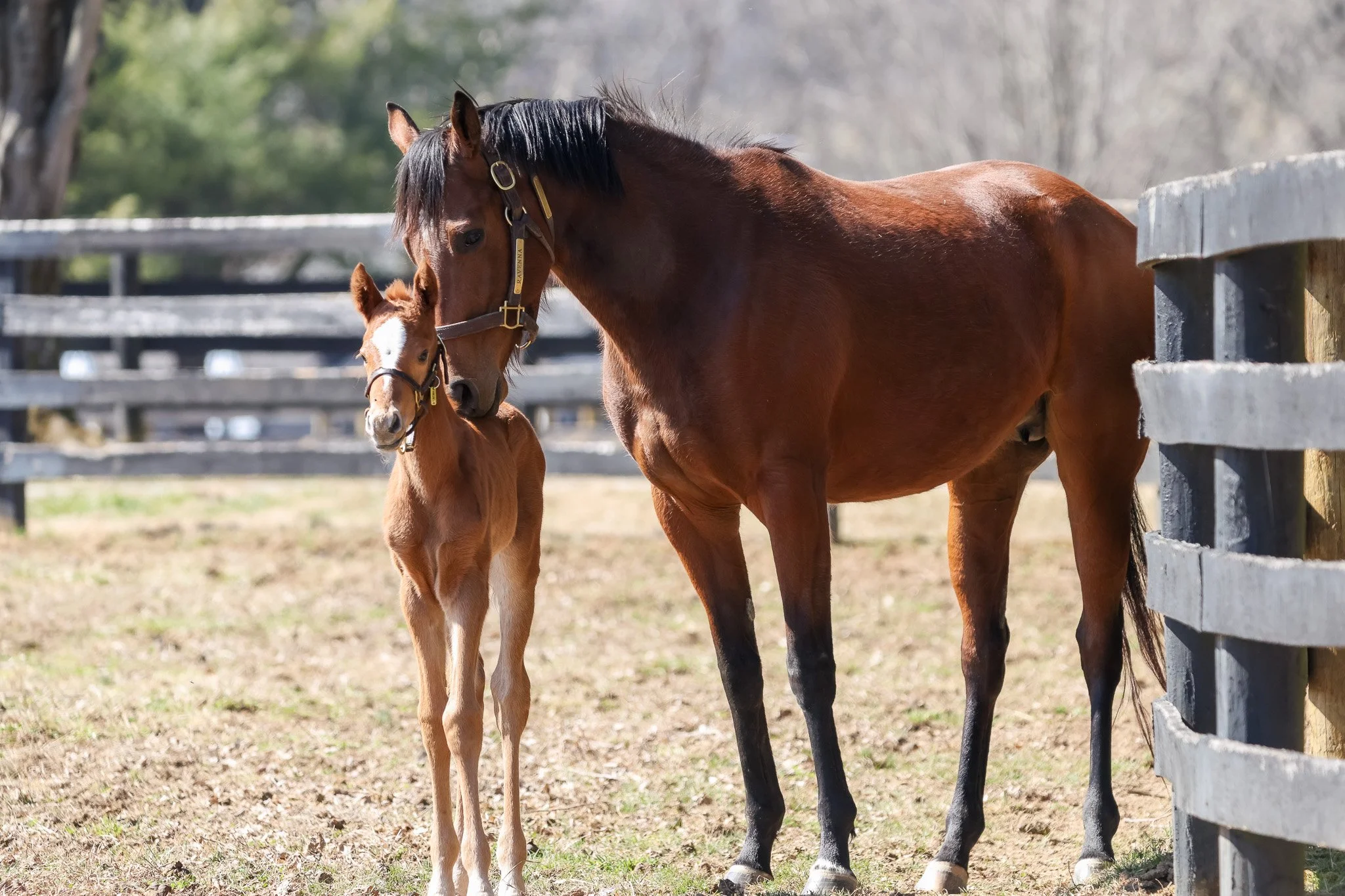 25 Ravenna PP 3.11.25  .9.jpg