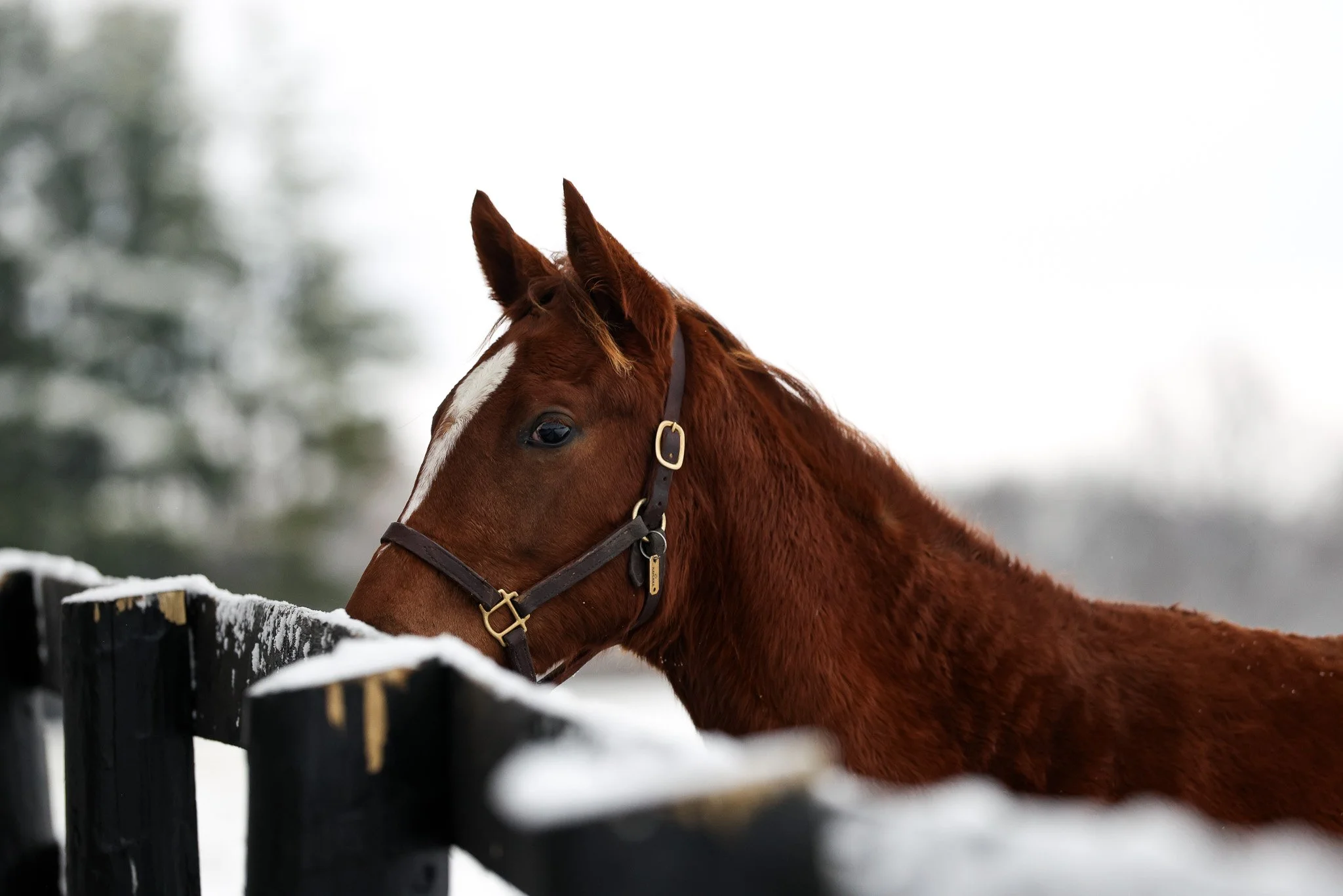 25 Ravenna PP 12.2.25. 4.jpg