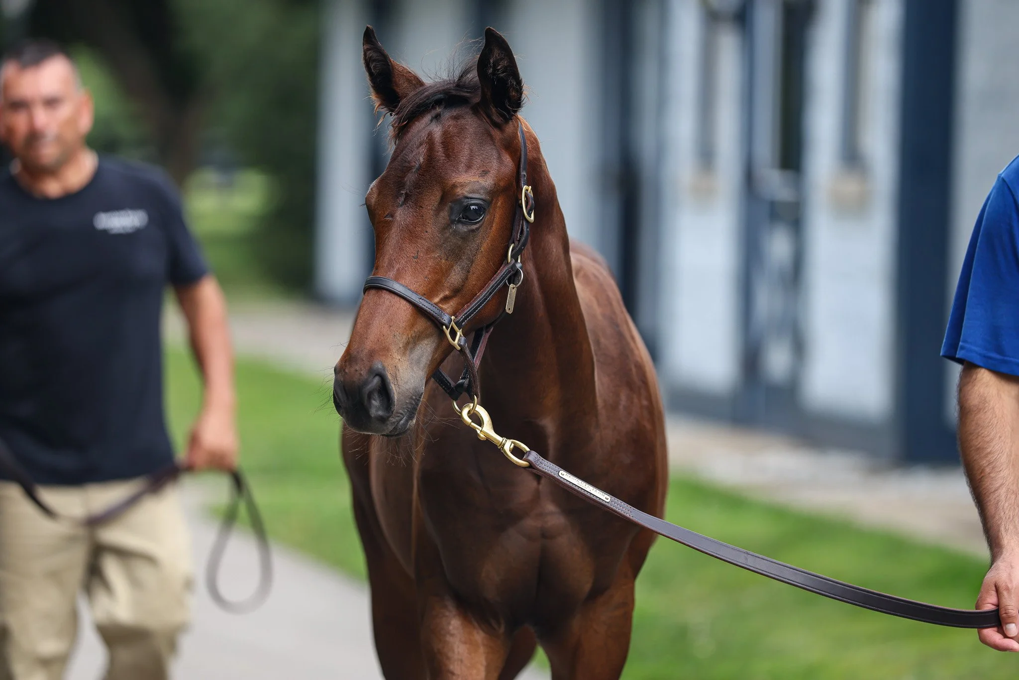 25 Quick Romance barn 7.17.25  3.jpg