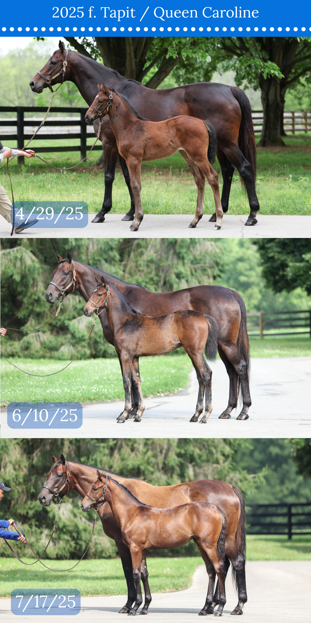 3 CONFORMATION COMPARISON.png