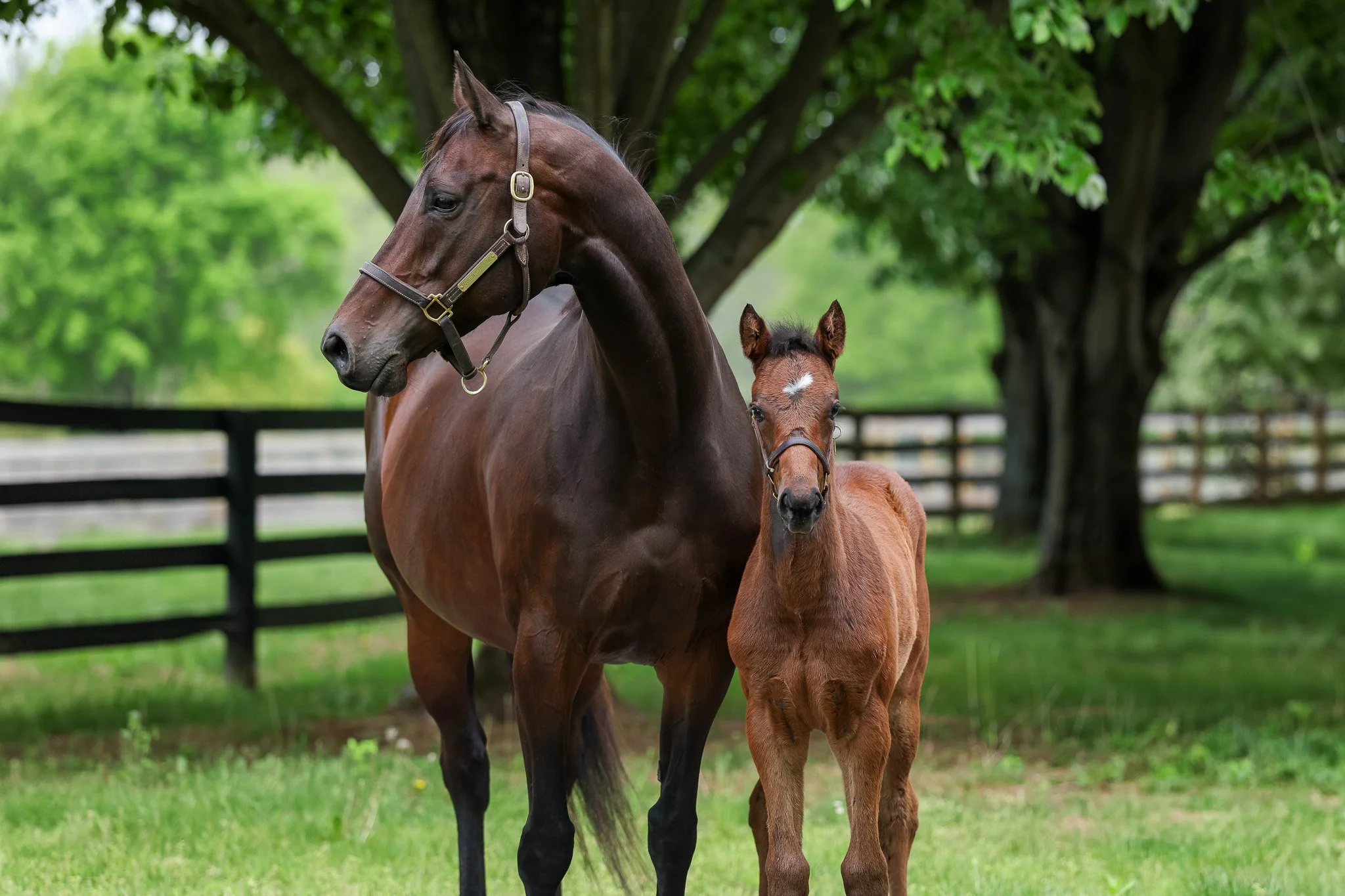 25 Queen Caroline HS 4.29.25.jpg