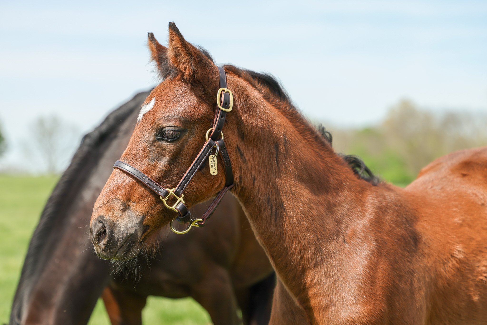 25 Queen Caroline PP 4.23.25 5.jpg