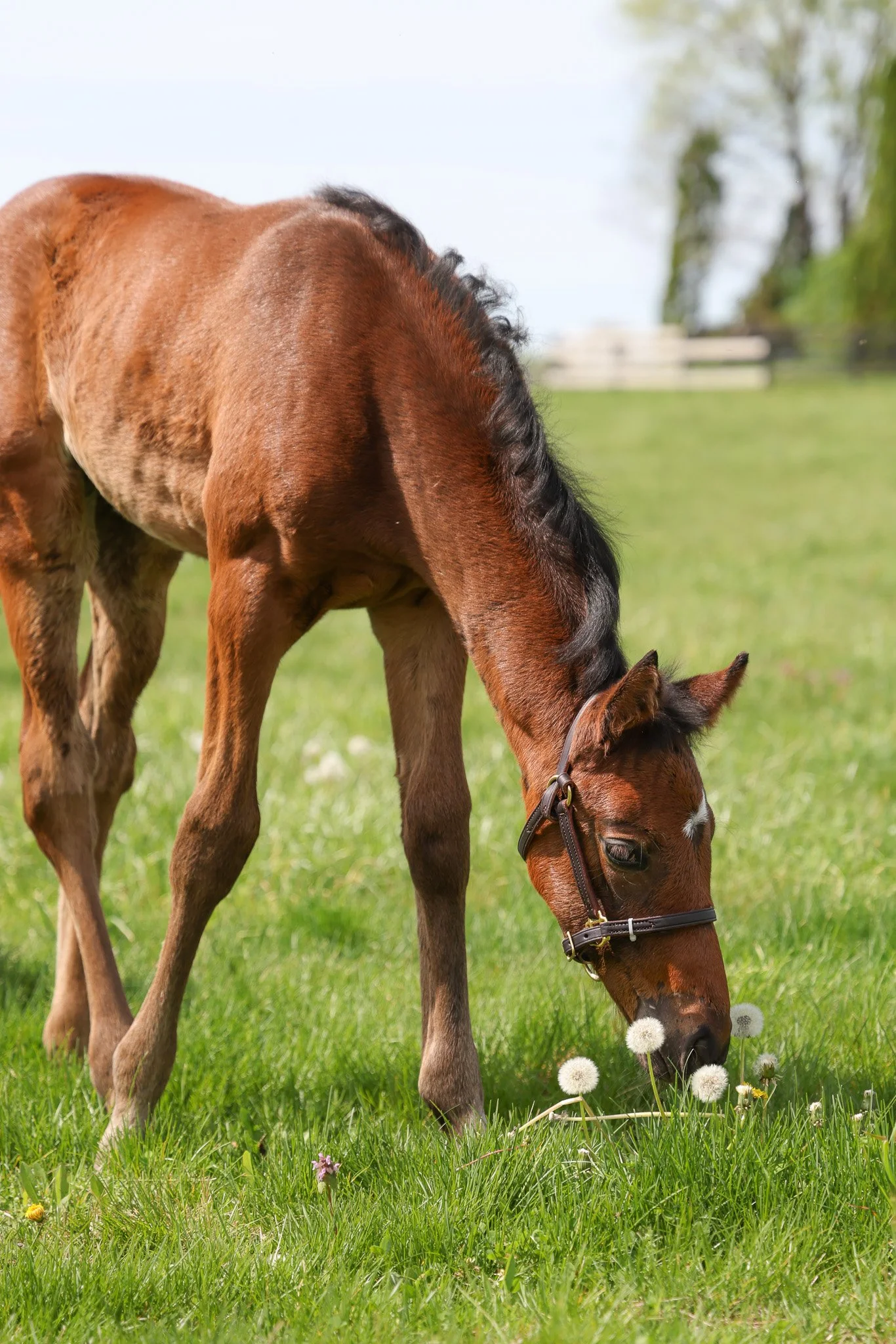 25 Queen Caroline PP 4.23.25. 3.jpg
