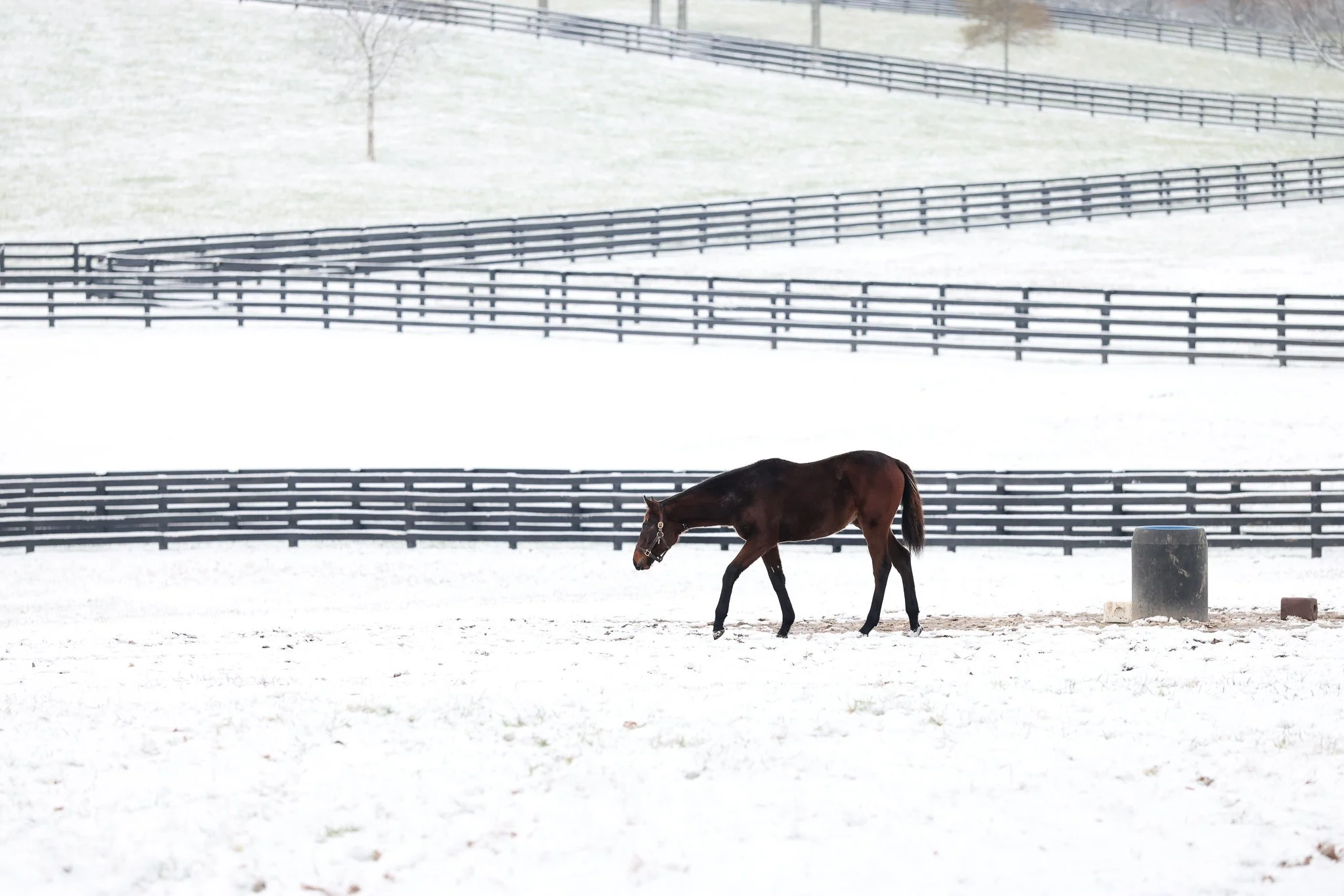 25 Queen Caroline PP 12.2.25.jpg
