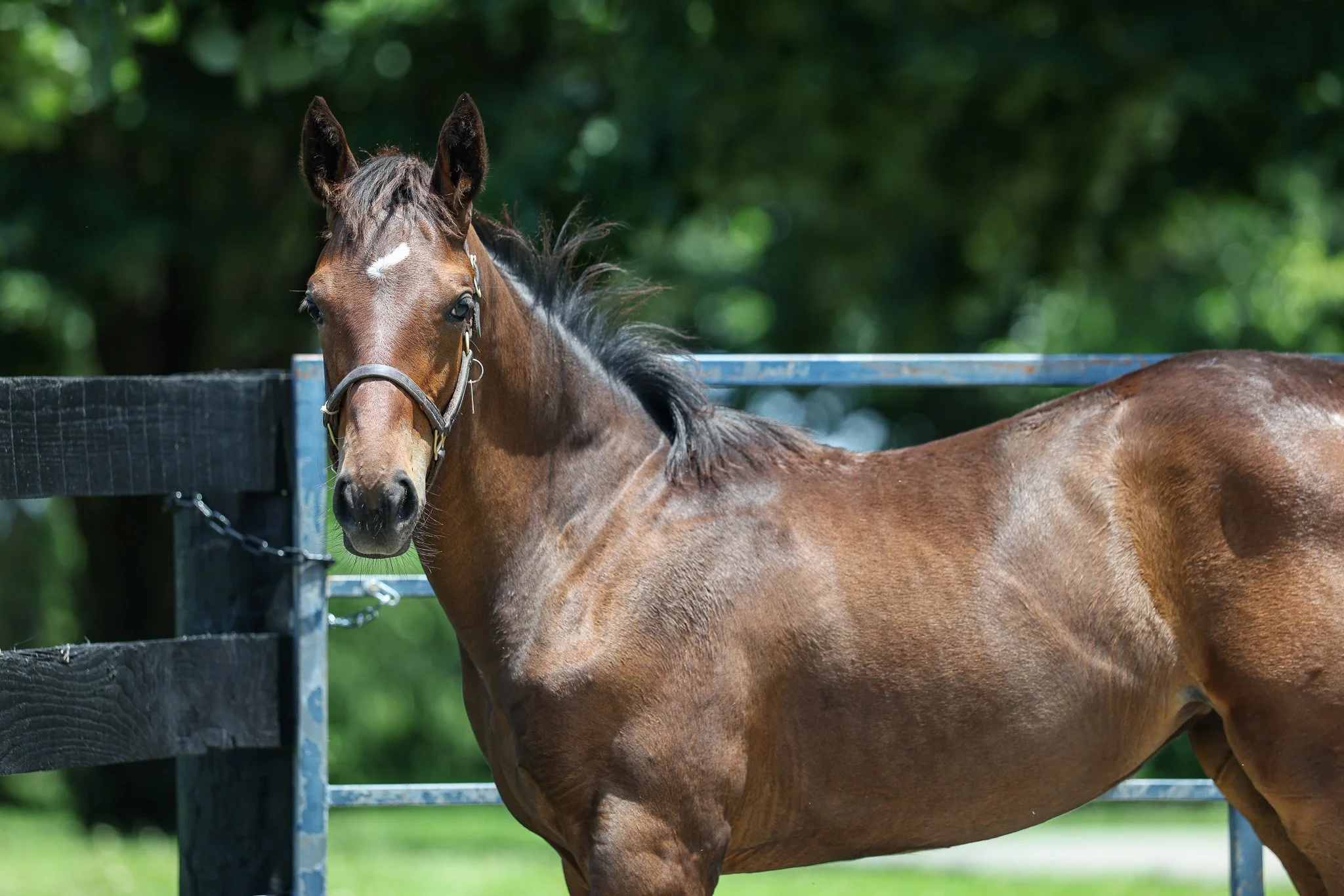 25 Queen Caroline PP 7.3.25.jpg