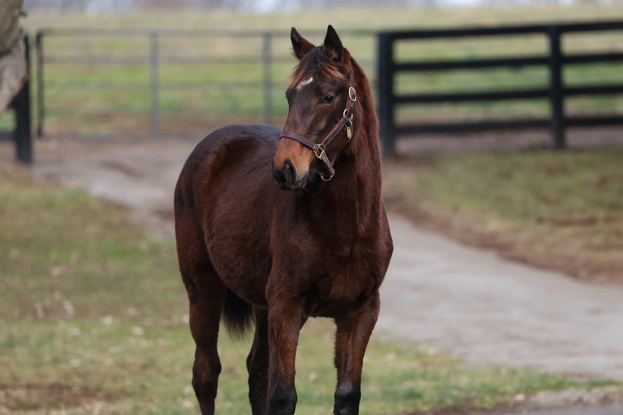 Tapit / Queen Caroline