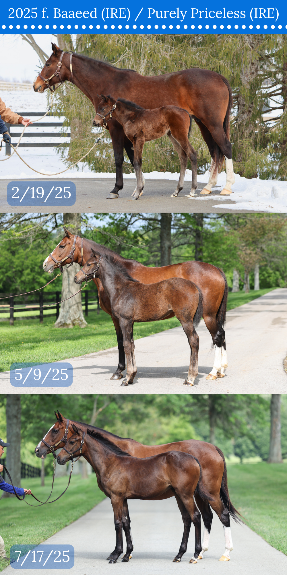 3 CONFORMATION COMPARISON.png