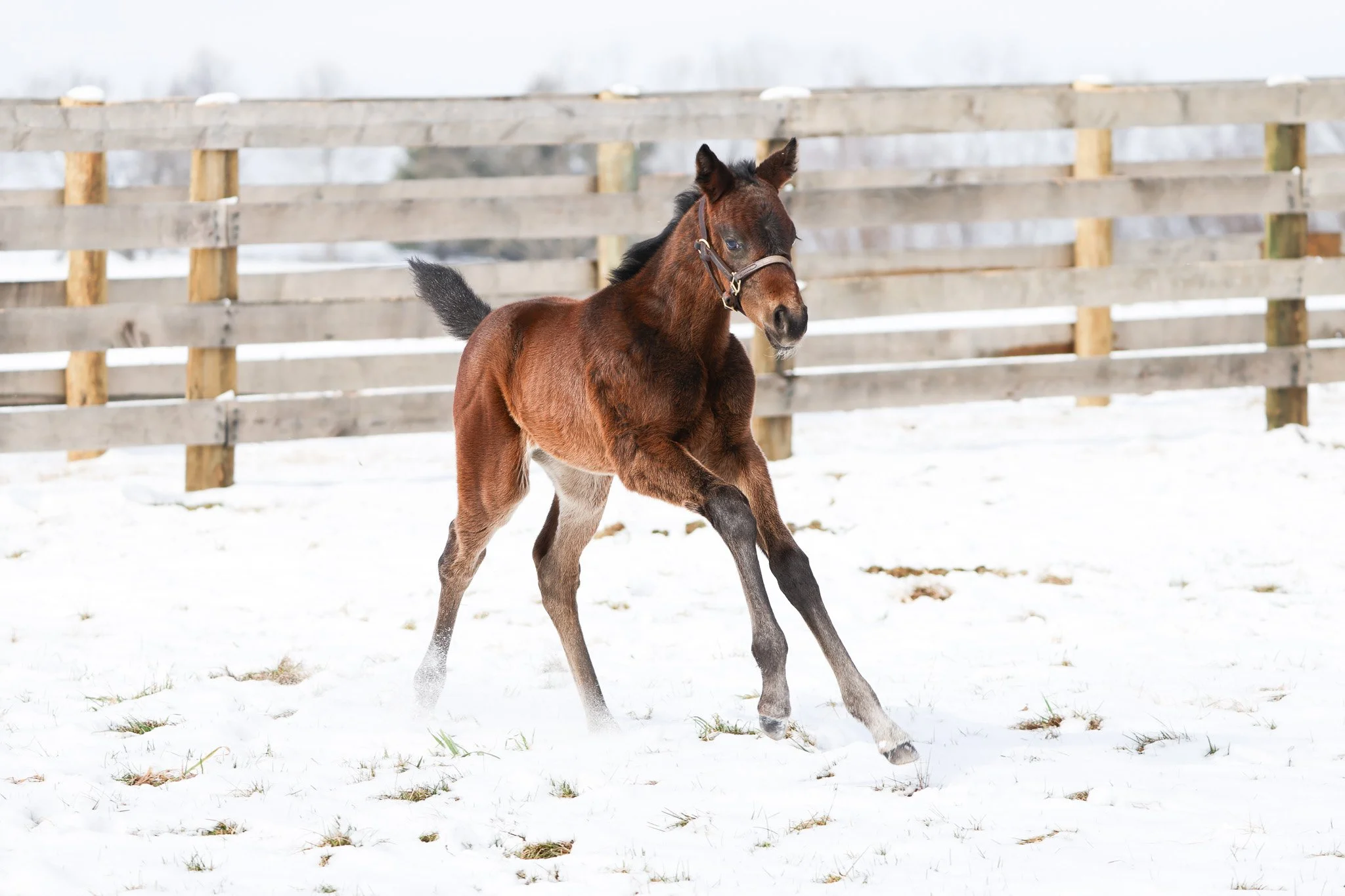 25 Purely Priceless PP 2.19.25. .7.jpg