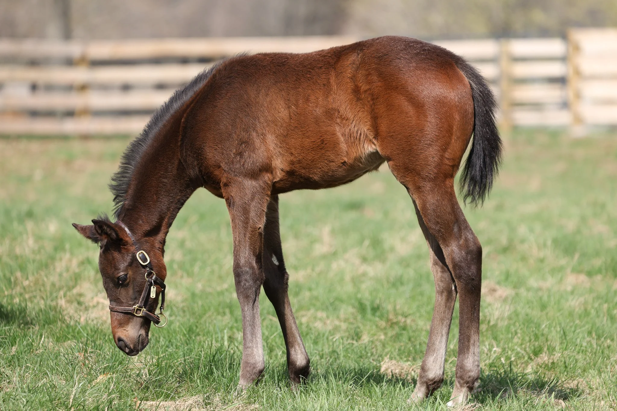 25 Purely Priceless PP 4.2.25 3.jpg