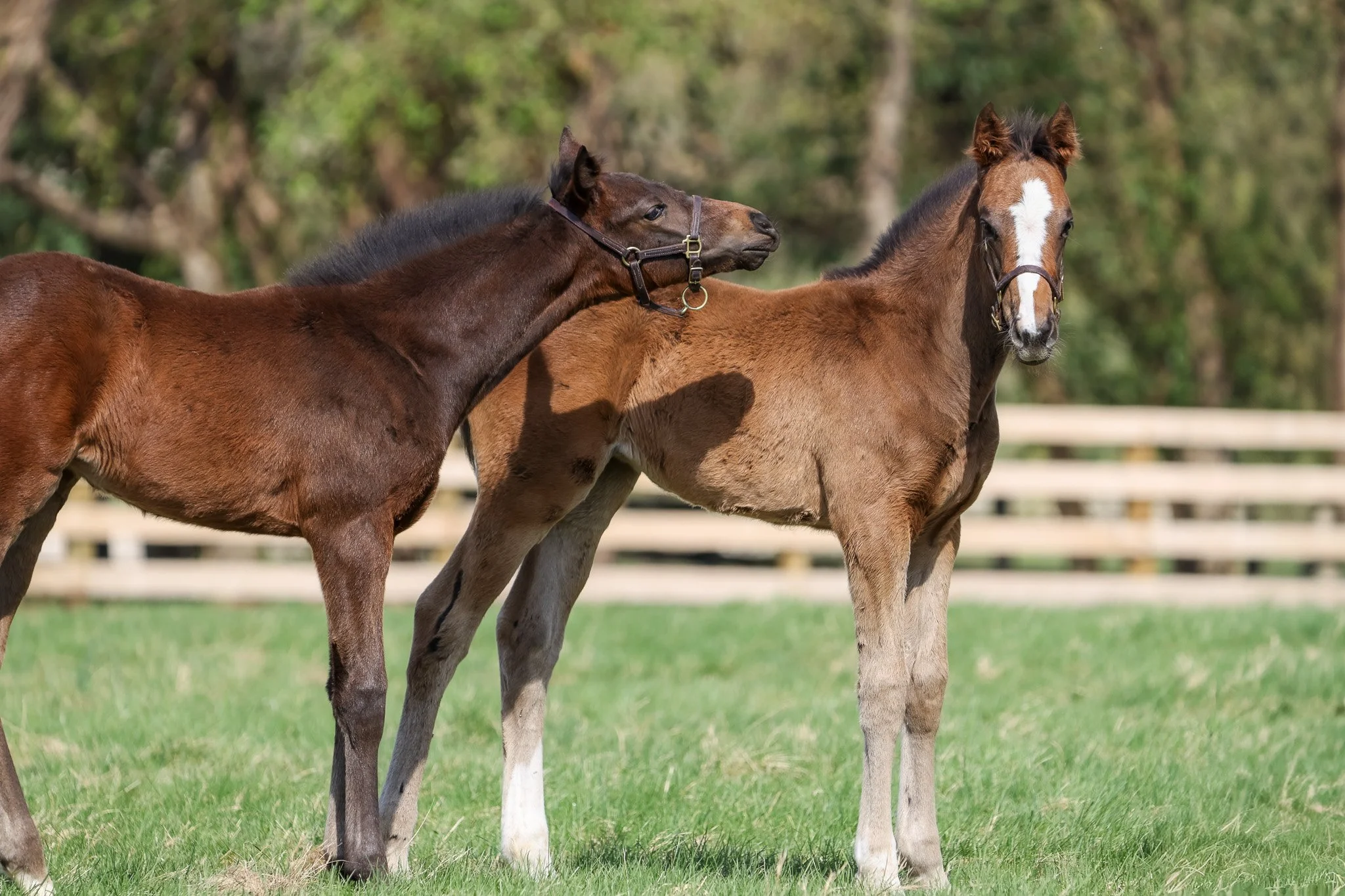 25 Purely Priceless PP 4.2.25 6.jpg