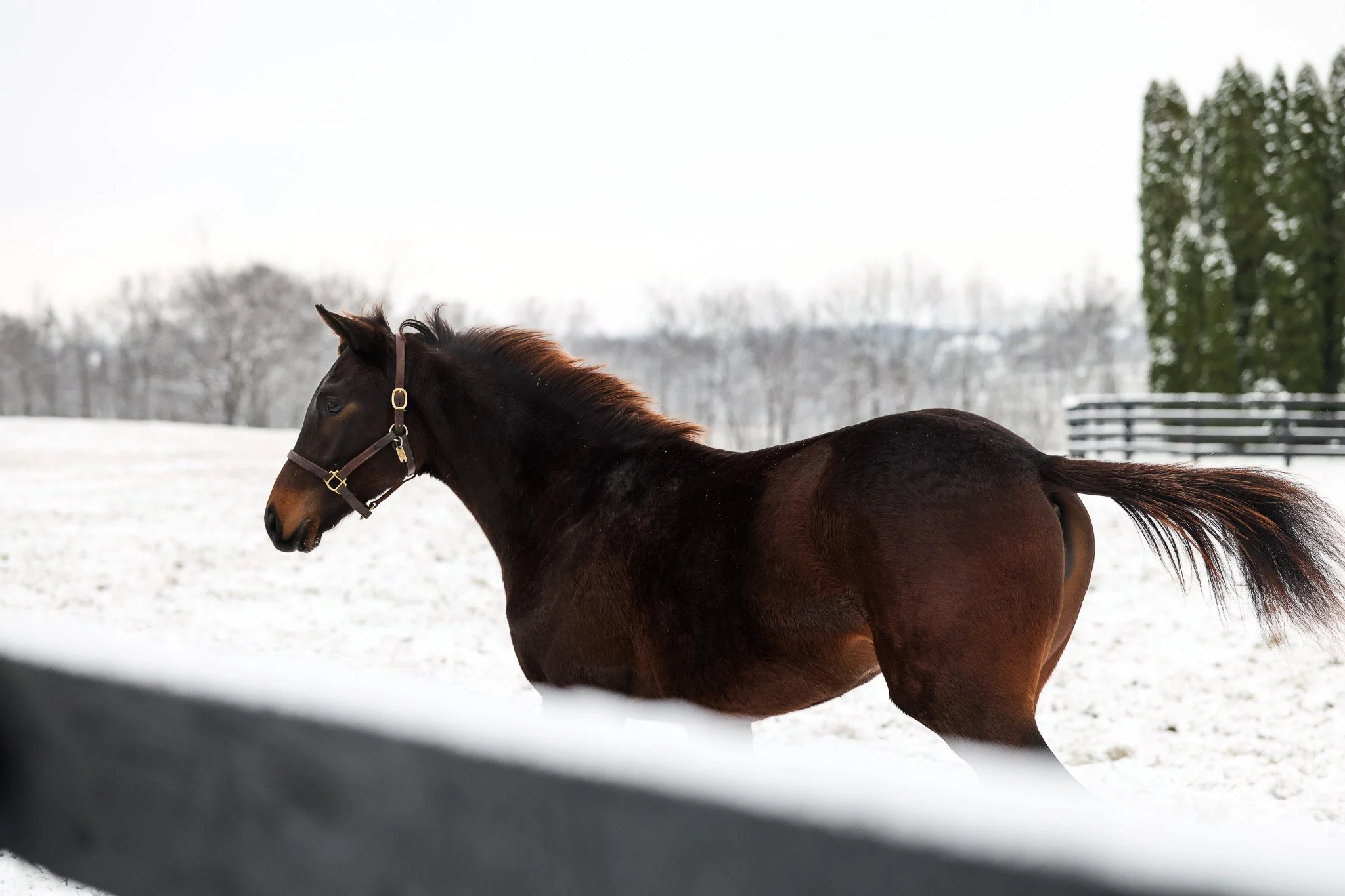 25 Purely Priceless PP 12.2.25  2.jpg