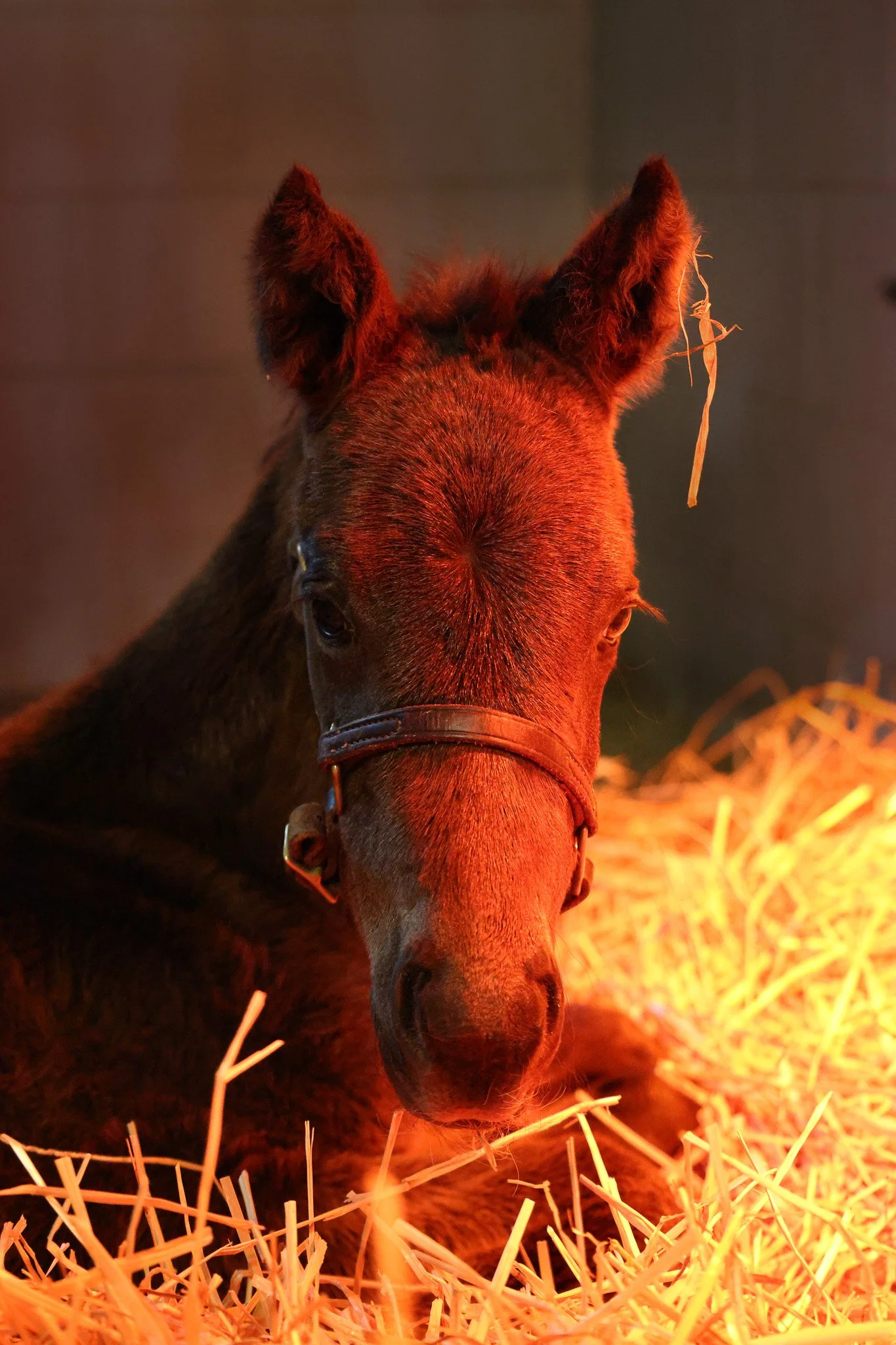 25 Purely Princess stall 2.13.25. 3.jpg