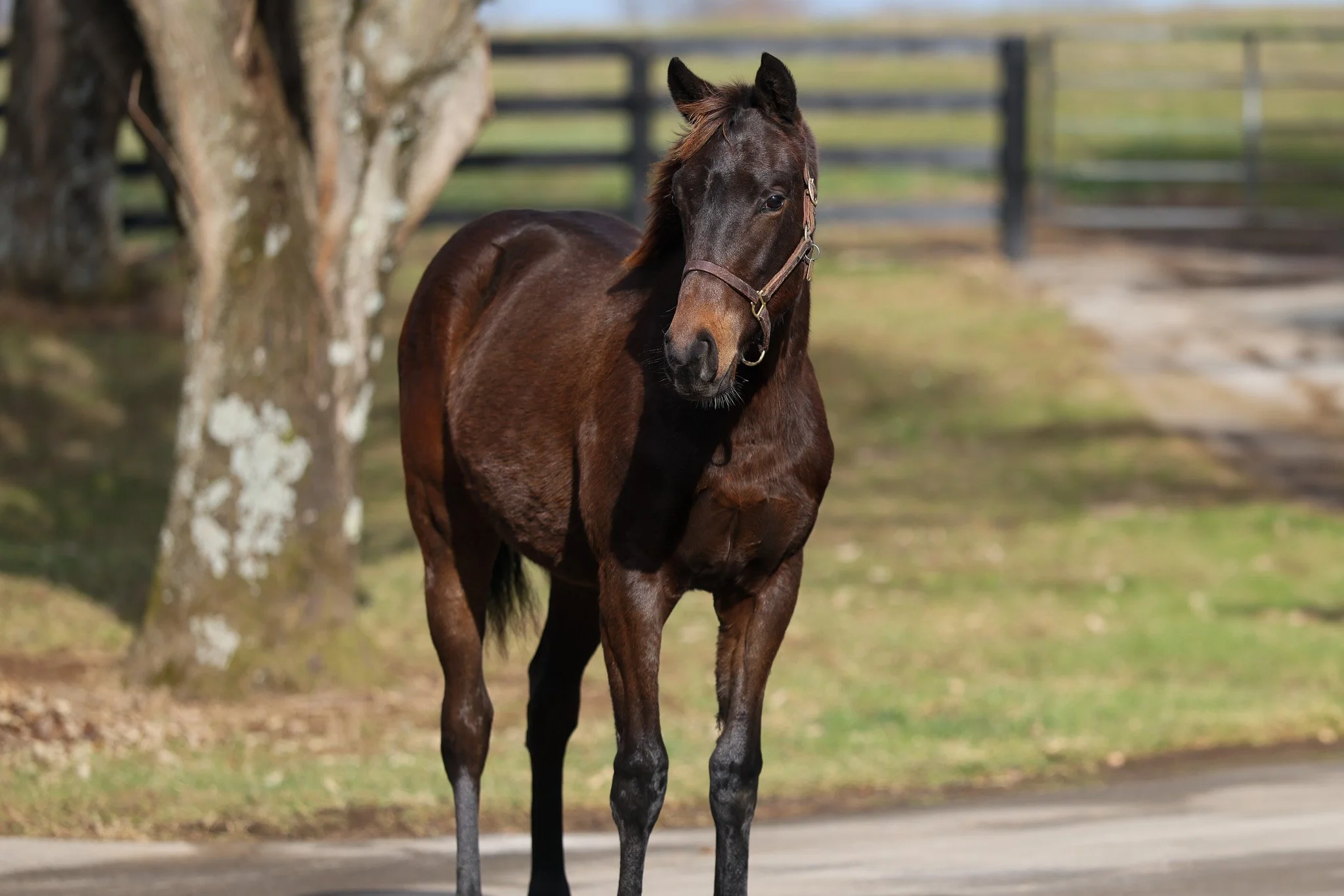 Baaeed (IRE) / Purely Priceless (IRE)