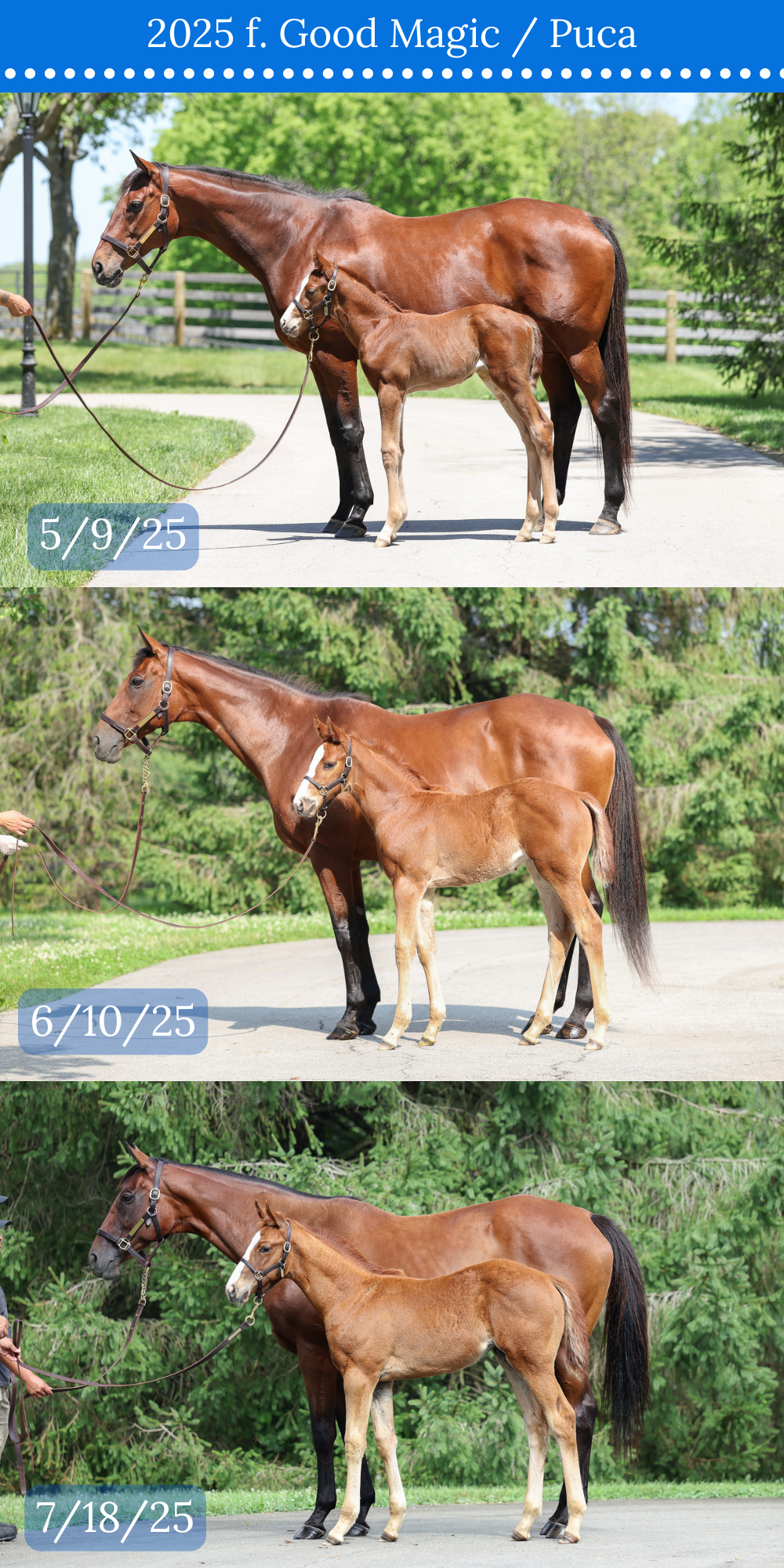 3 CONFORMATION COMPARISON.png