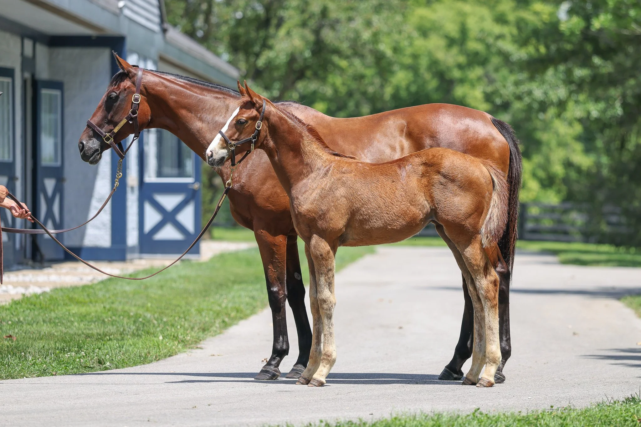 25 Puca & dam 8.8.25.jpg