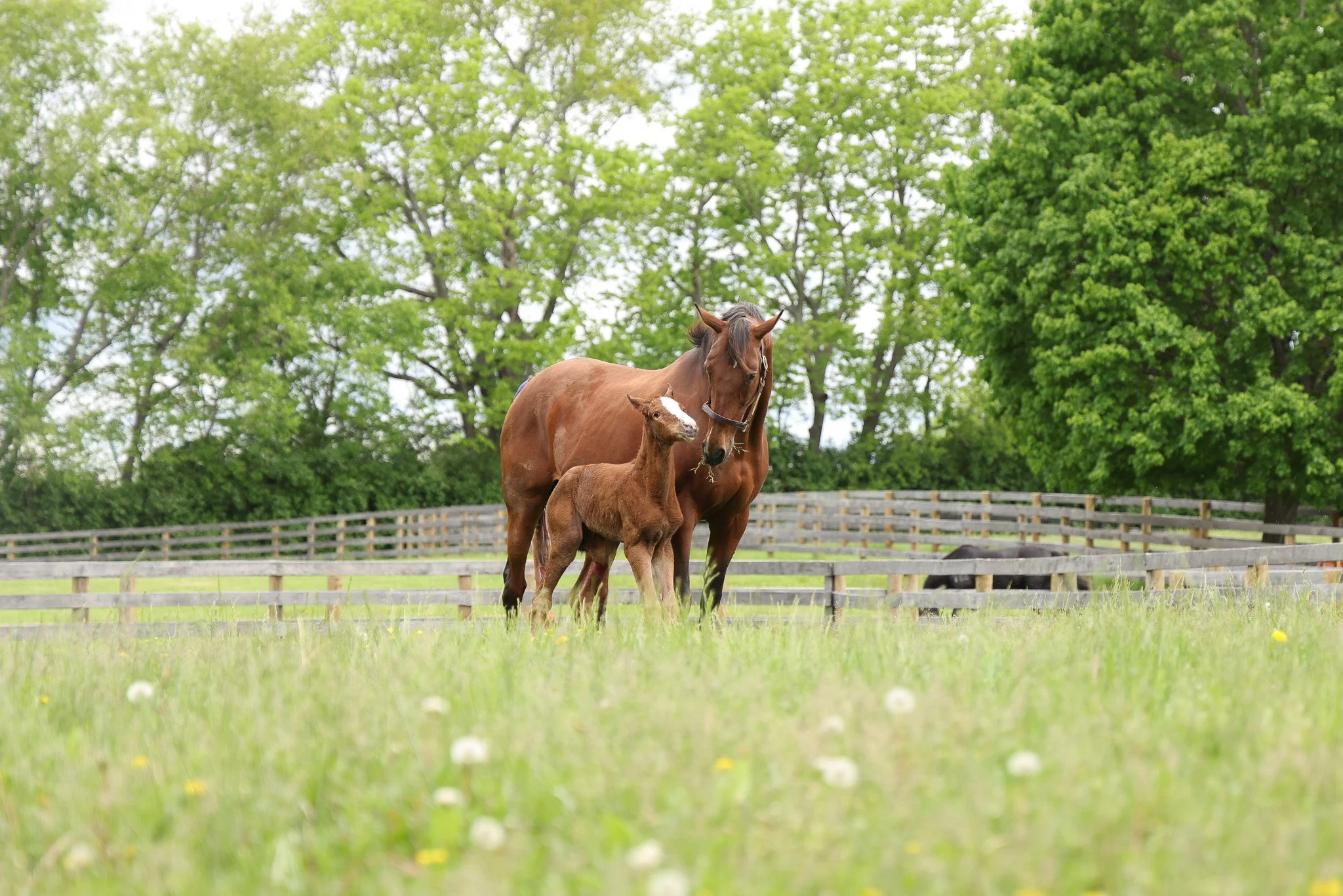25 Puca Foaling 5.5.25 6.jpg