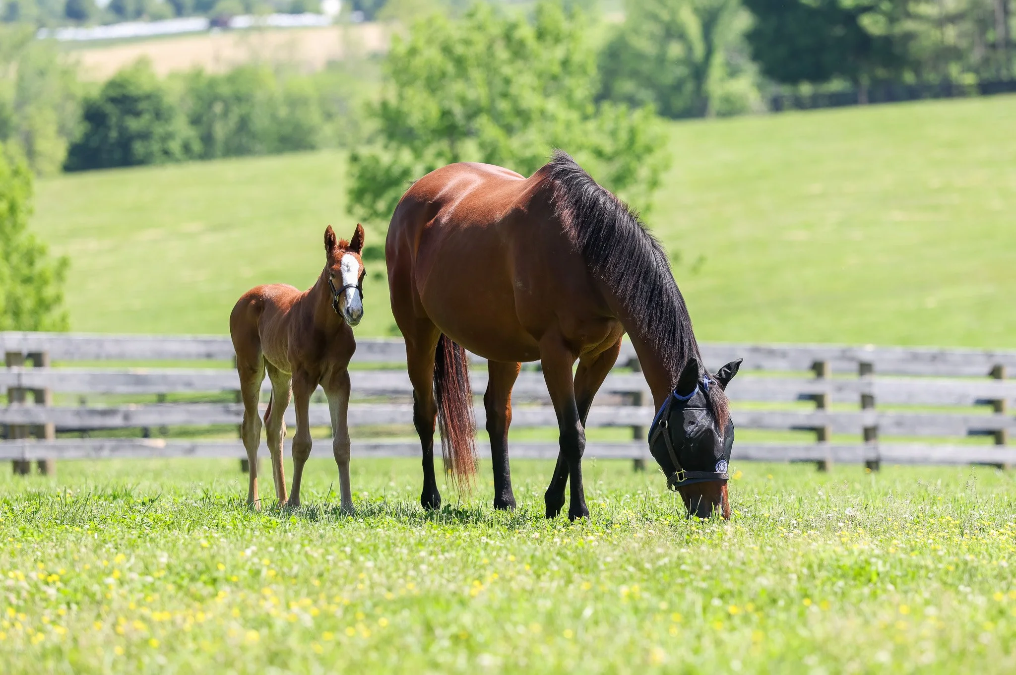 25 Puca PP 5.9.25  .jpg