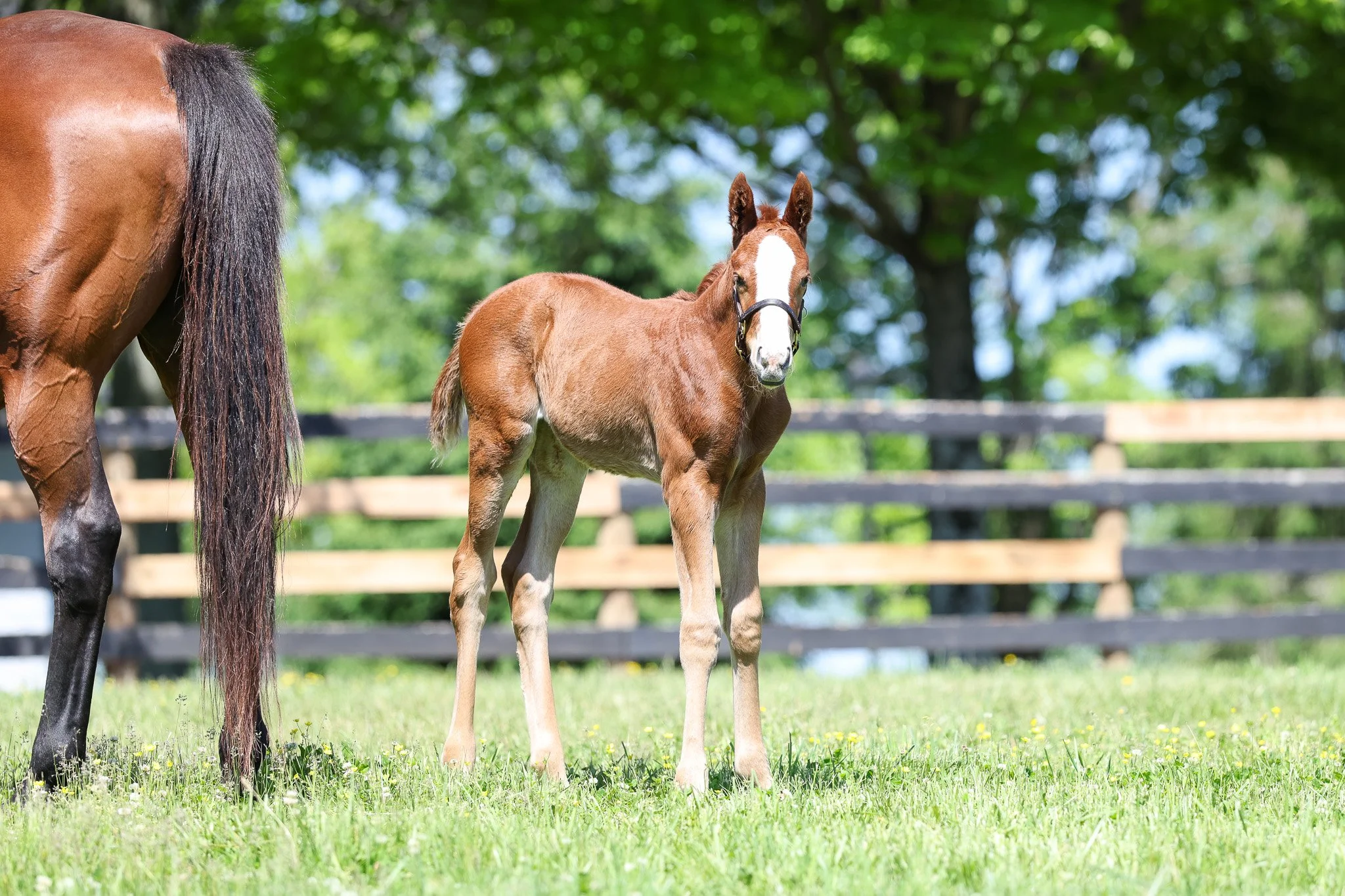 25 Puca PP 5.9.25  4.jpg