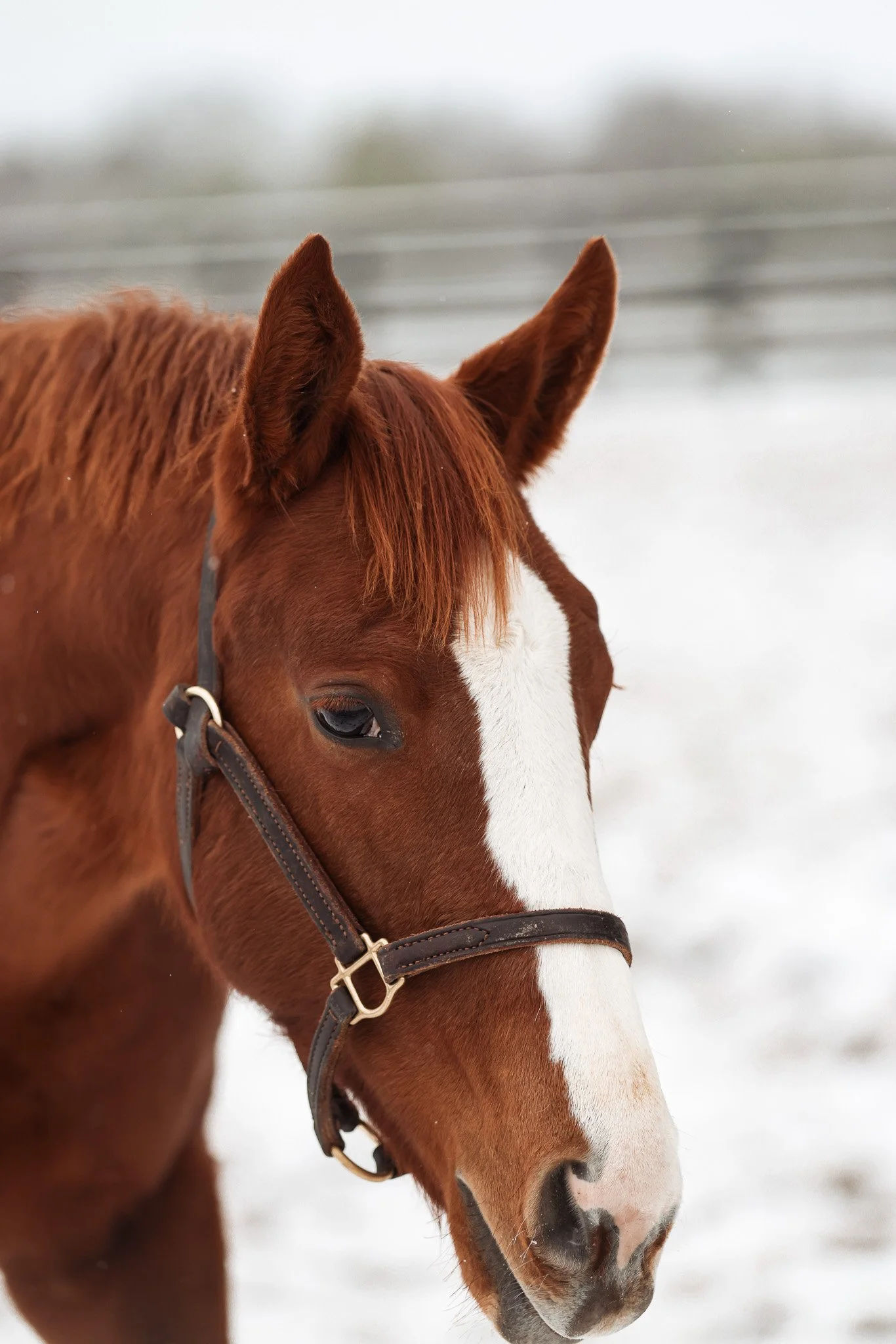 25 Puca PP 12.2.25  .3.jpg