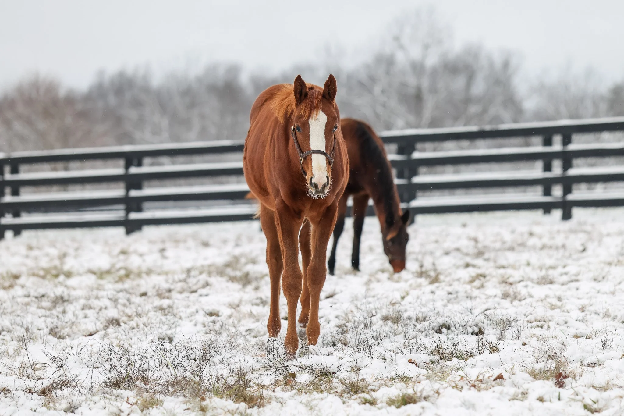 25 Puca PP 12.2.25  .2.jpg