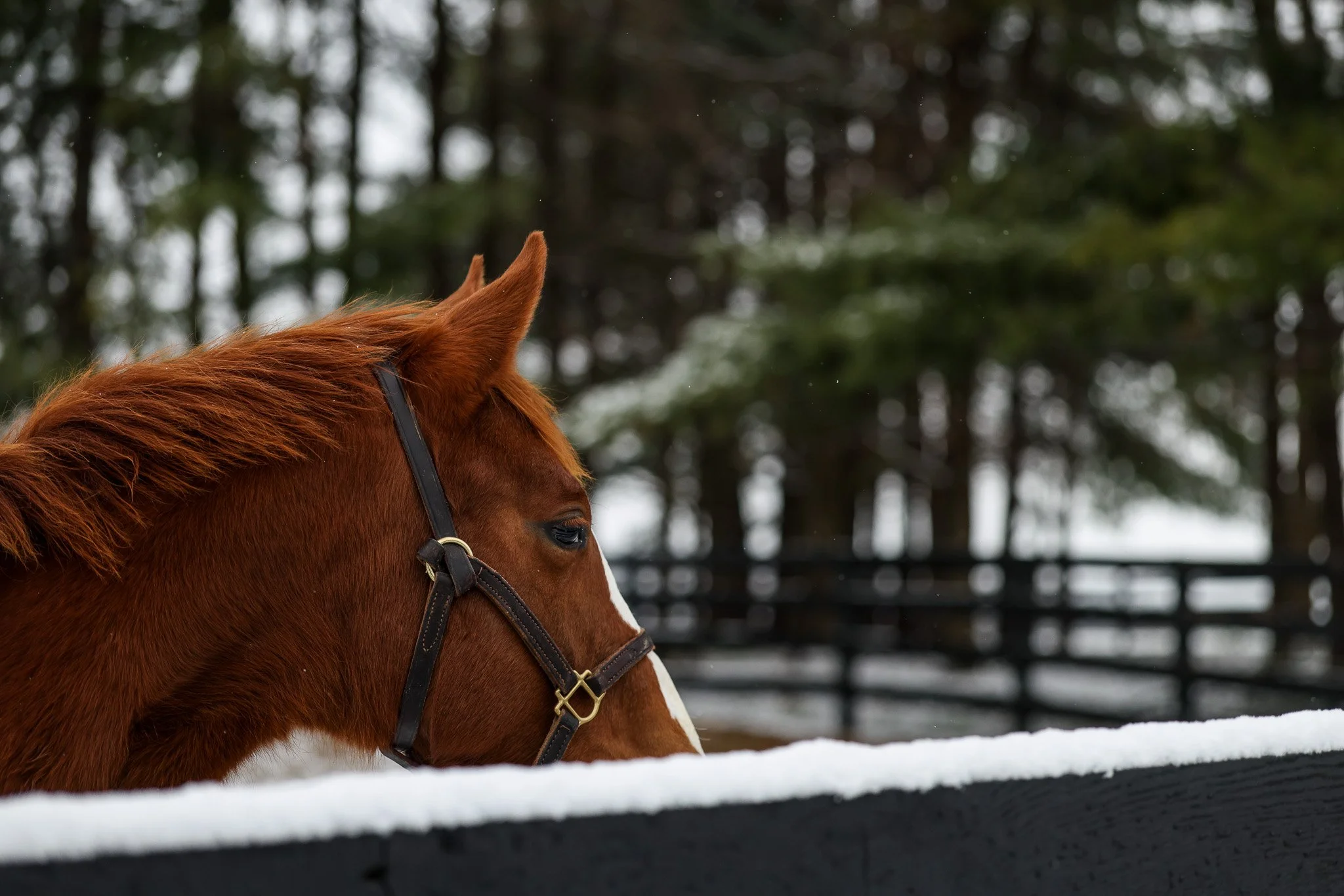 25 Puca PP 12.2.25  .4.jpg