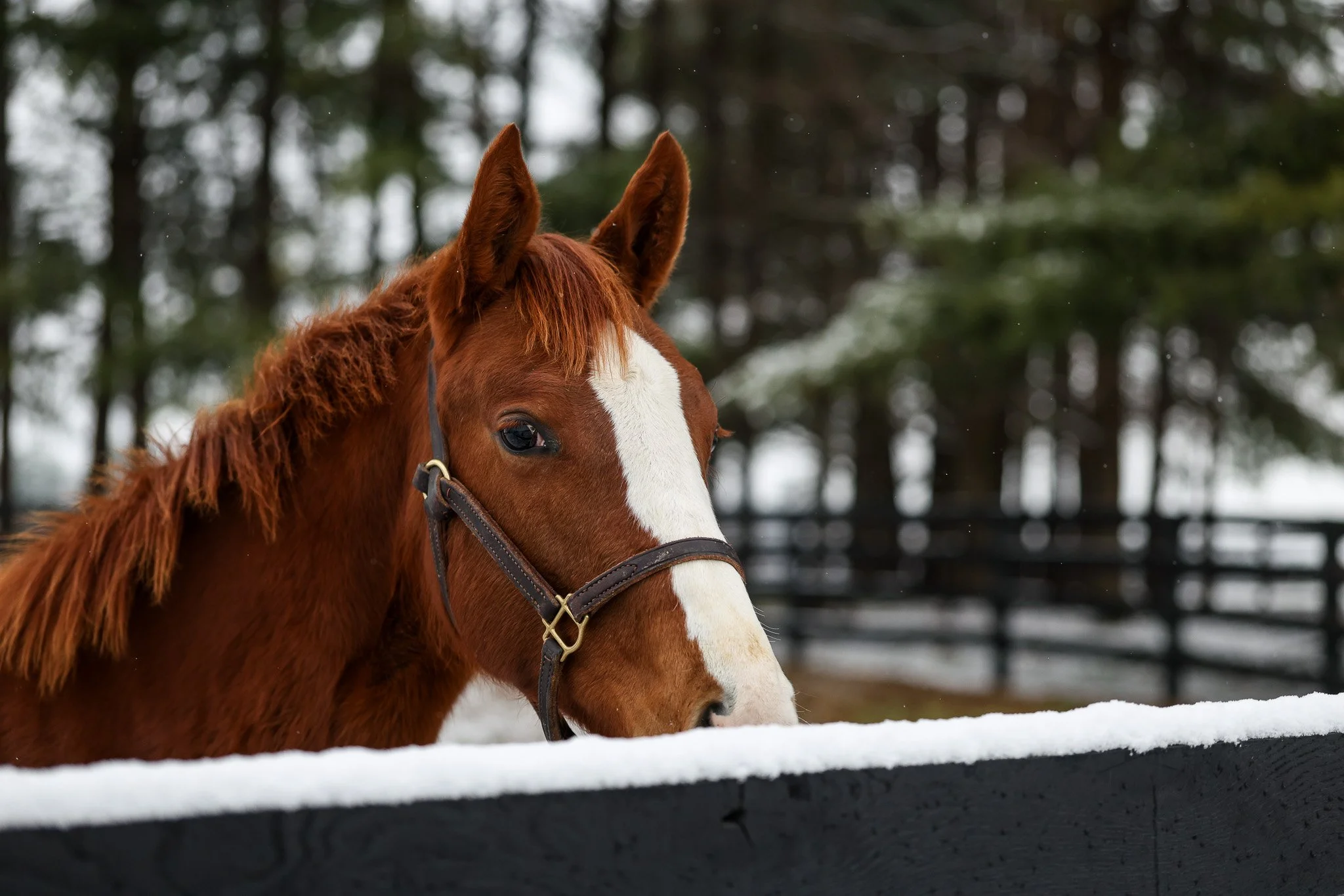 25 Puca PP 12.2.25  .5.jpg