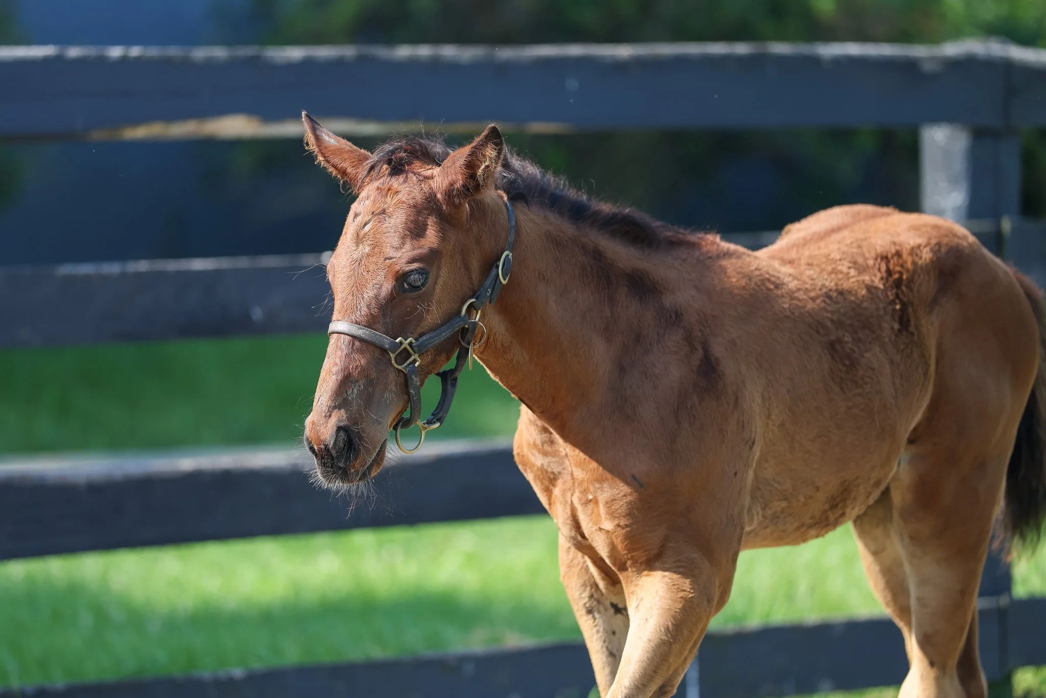 25 Pizza Bianca PP 6.25.25  2.jpg