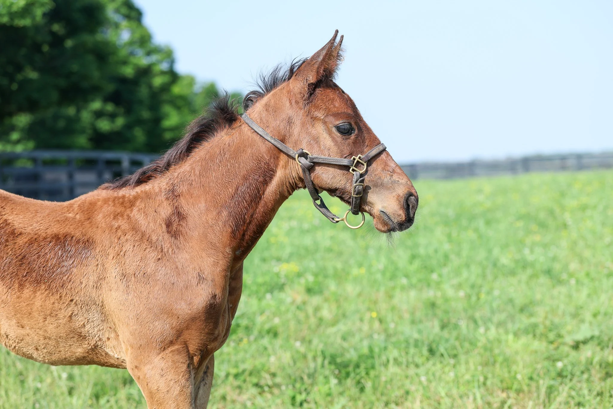 25 Pizza Bianca PP 6.25.25  .jpg